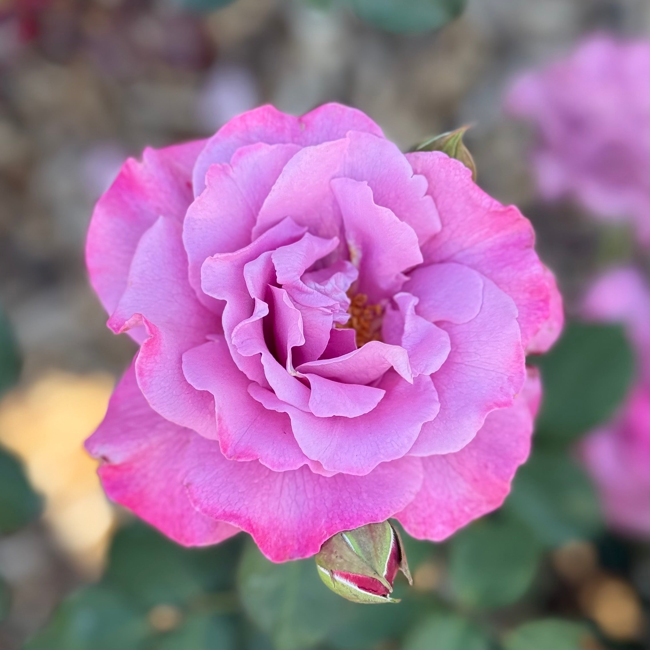 Angel Face Potted Rose Bush