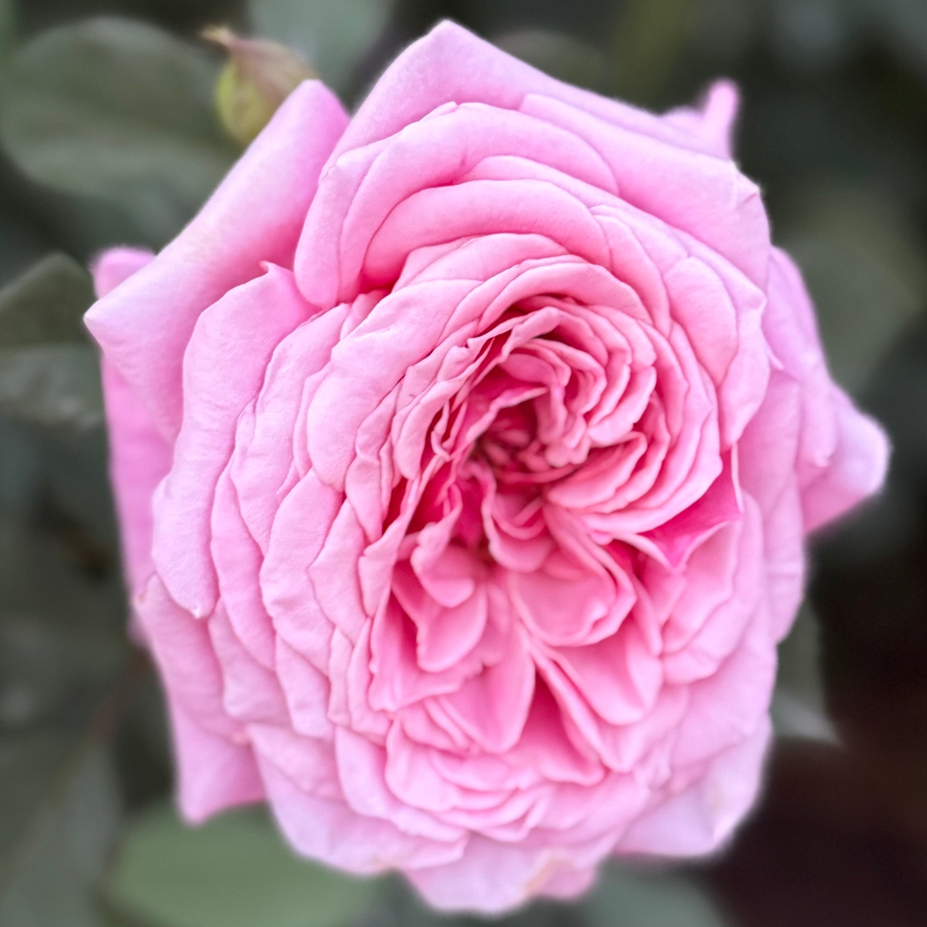 Queen Of Elegance Rose | Elegant Pink Rose Bush | Grace Rose Farm