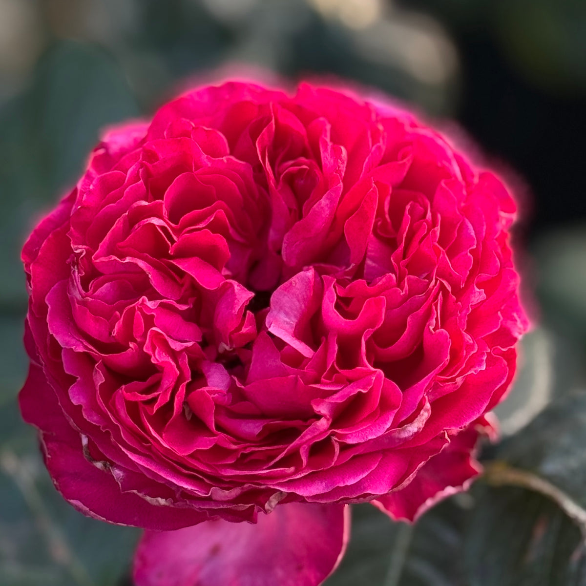 Traviata®   Bare Root Rose Bush