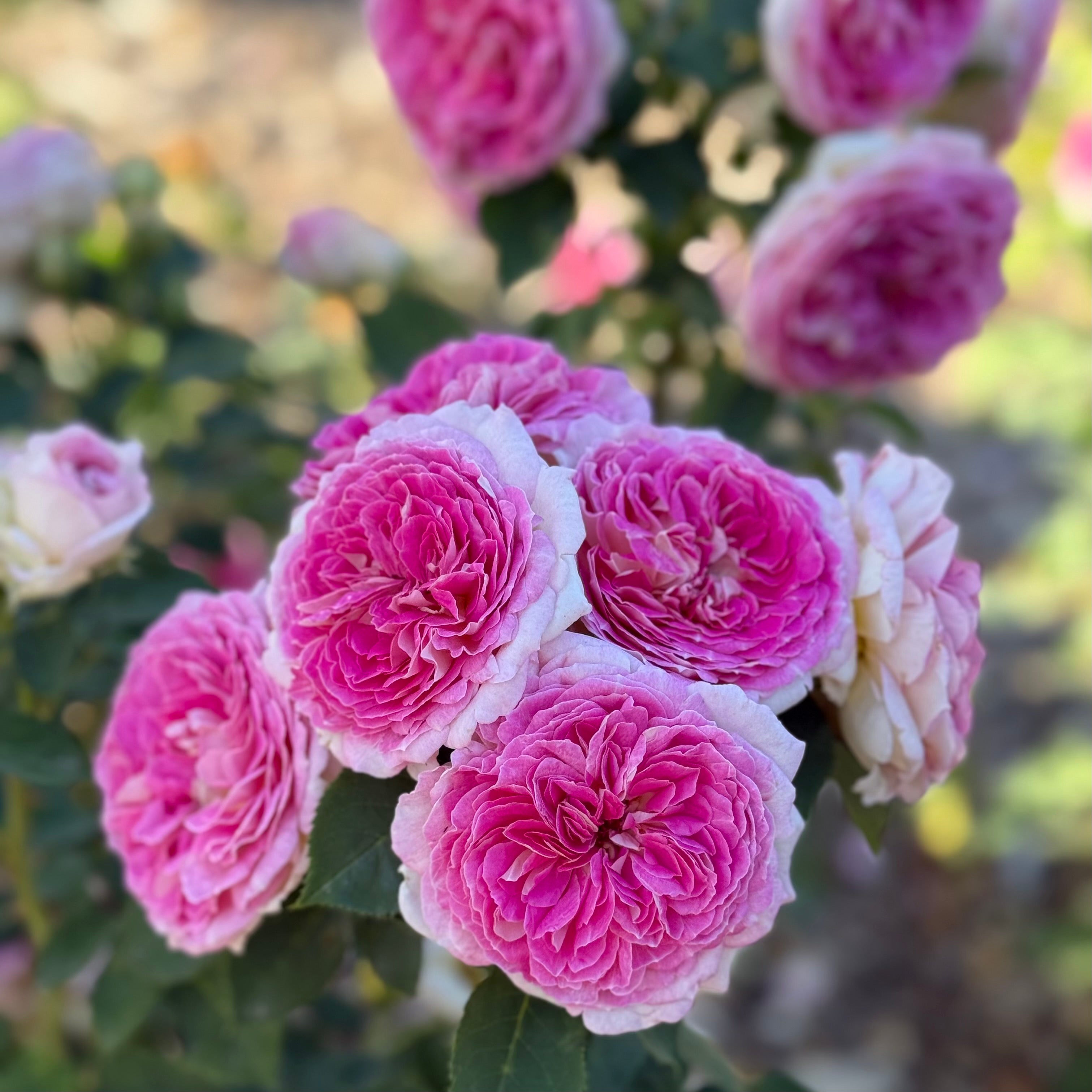 Fashion Forward™ Potted Rose Bush