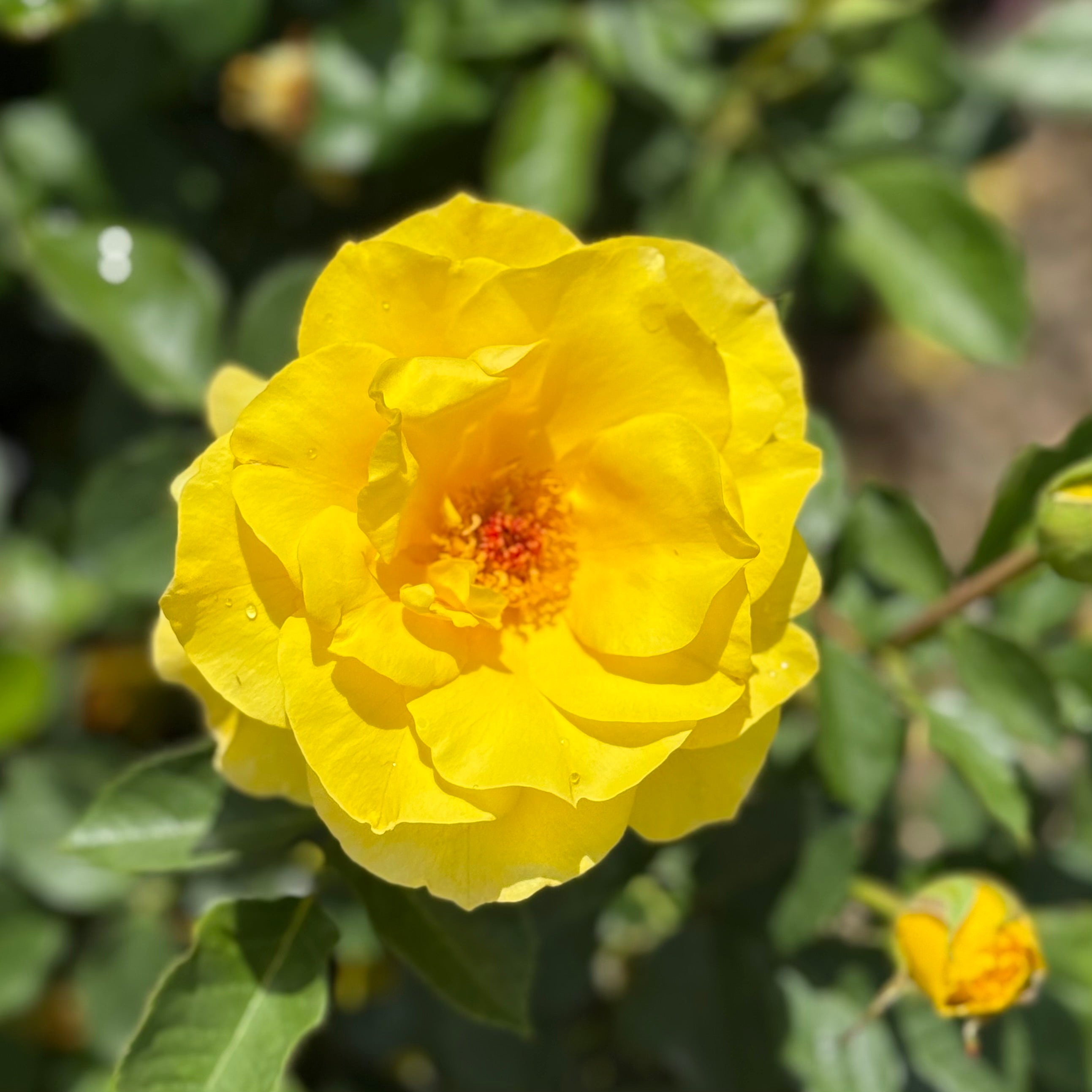 Sunsprite™ Potted Rose Bush