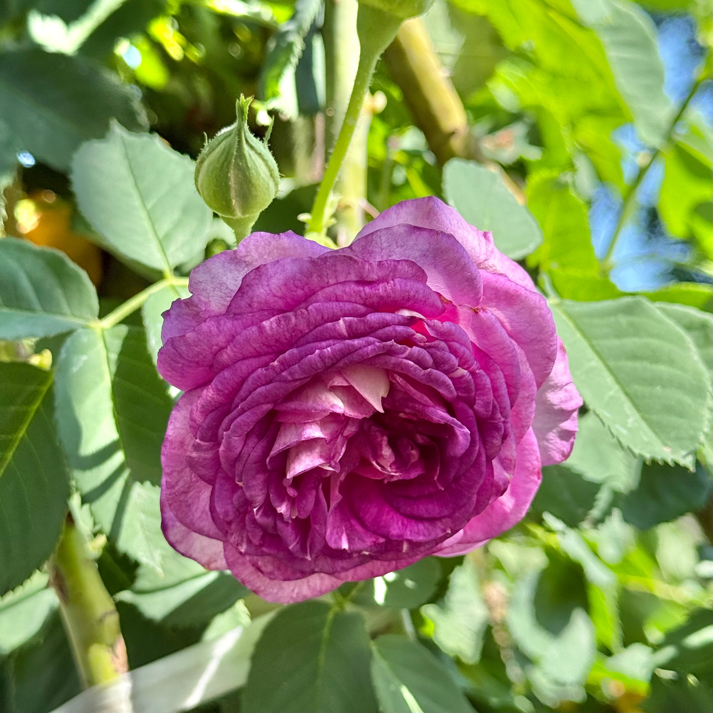 Lavender Crush Climbing Rose | Lavender Climbing Rose | Grace Rose
