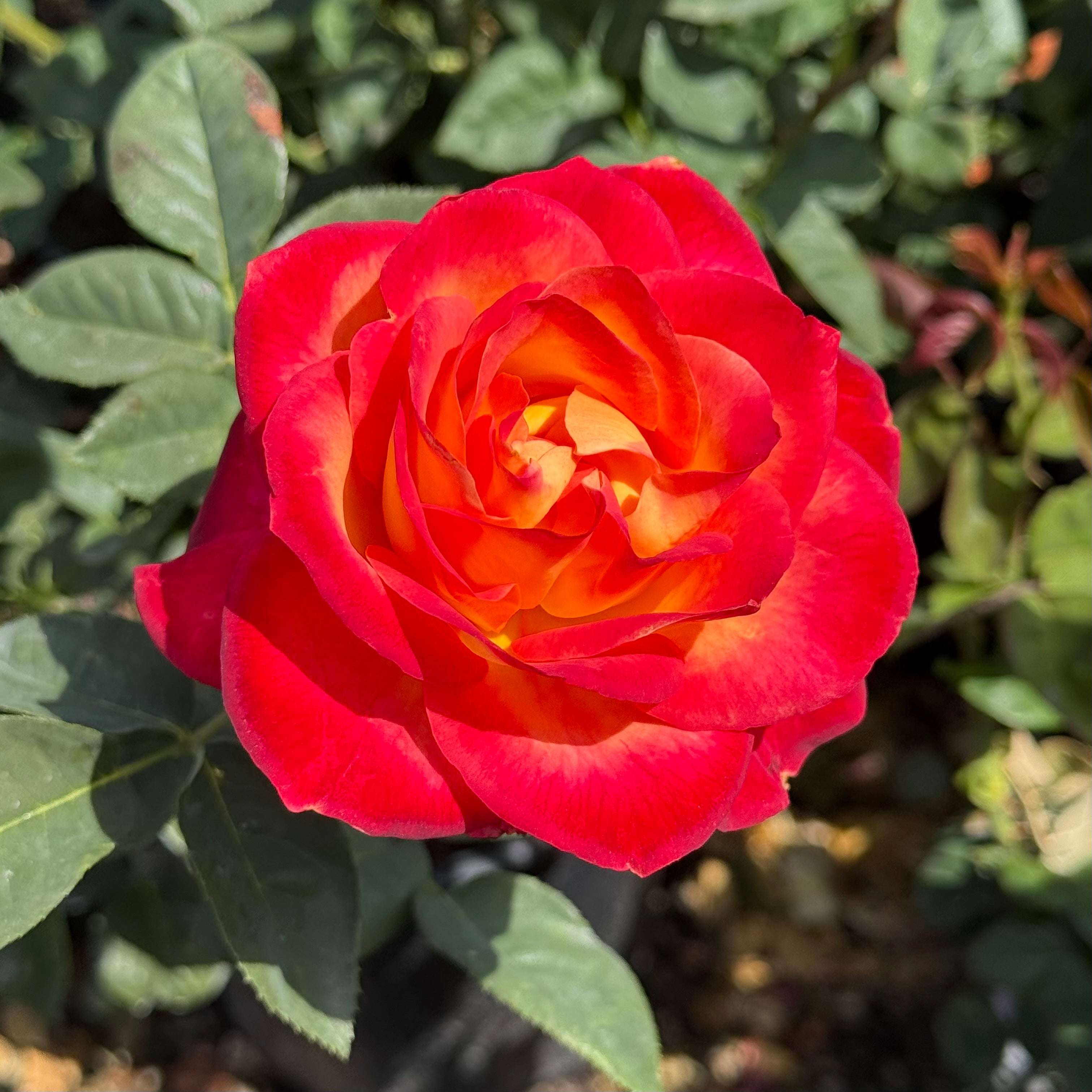 Perfect Moment™ Bare Root Rose Bush