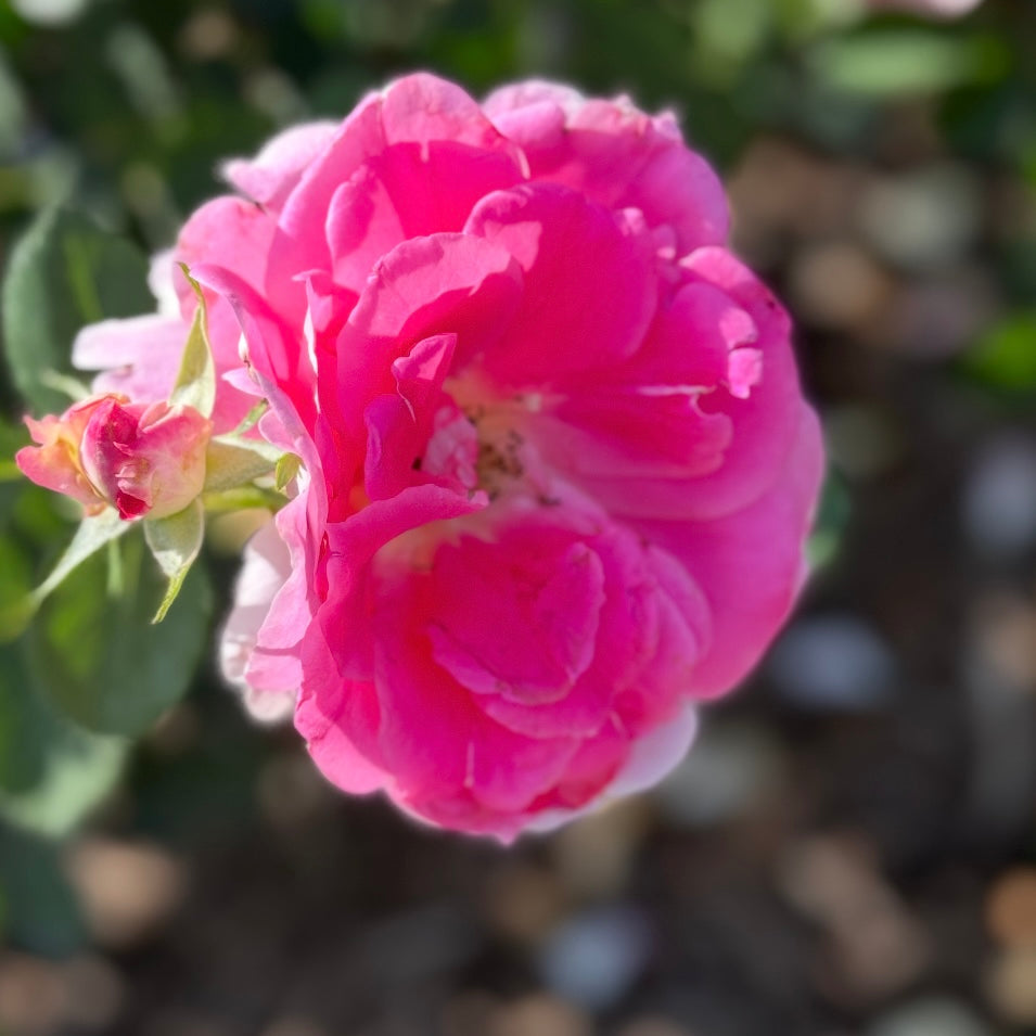 Carefree Wonder™ Potted Rose Bush