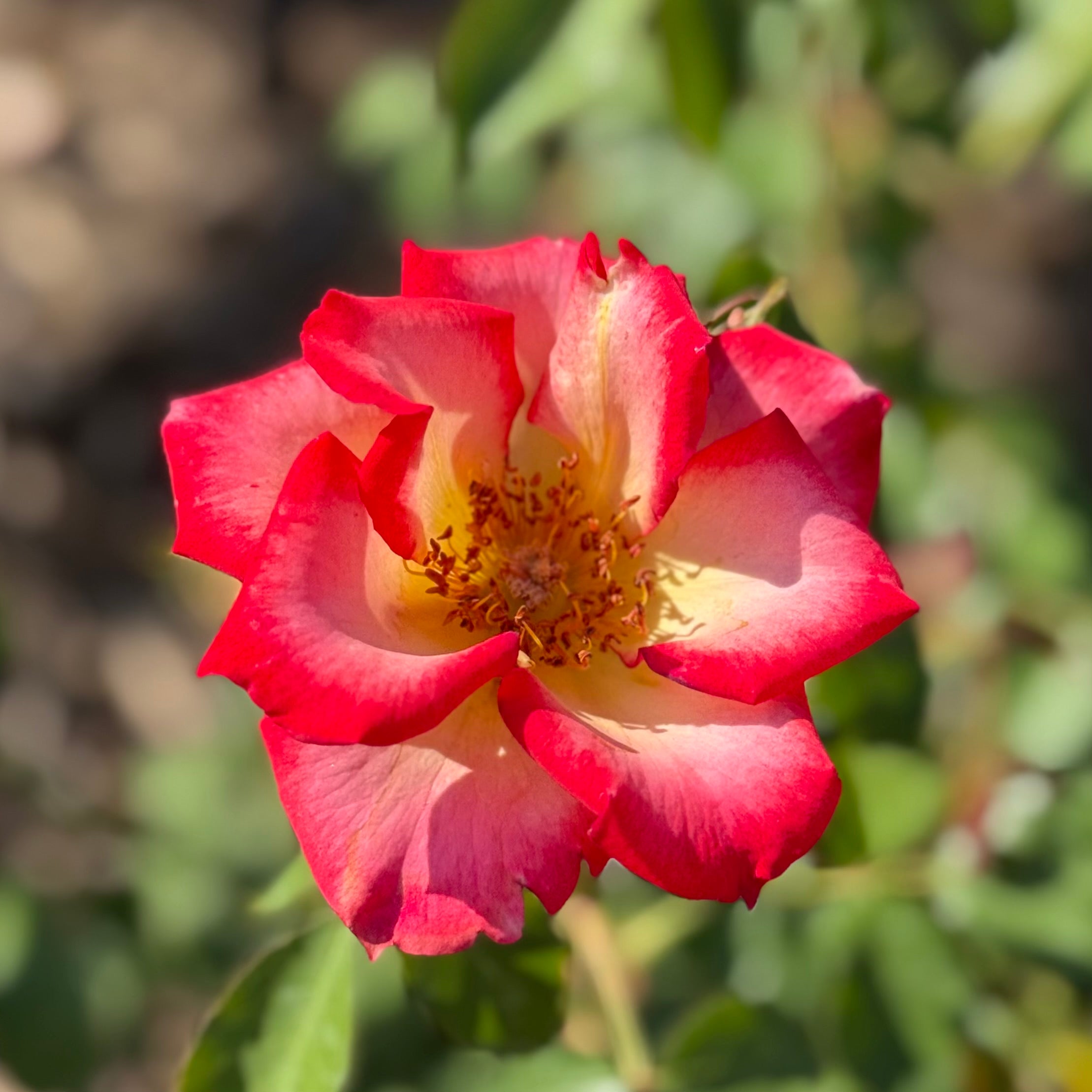 Betty Boop Potted Rose Bush