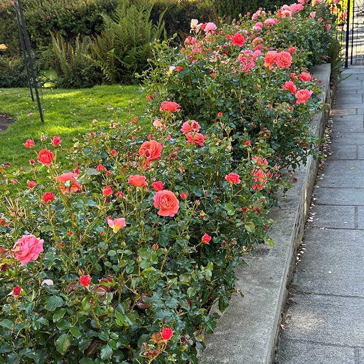 Anglia Love™ (A.K.A. Coquitlam) Bare Root Rose Bush