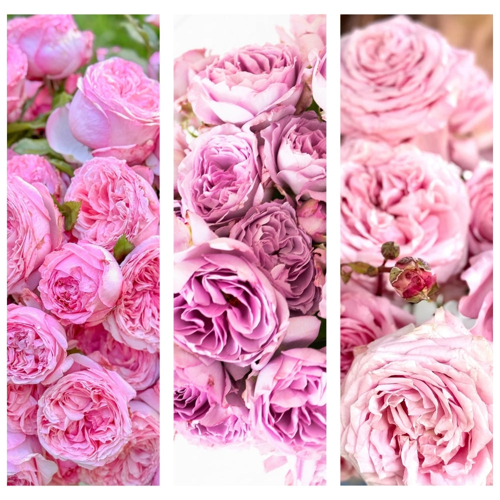 You Must Know, Surely You Must Know® Garden Color Stories™ Bundle of 3 Bare Root Roses