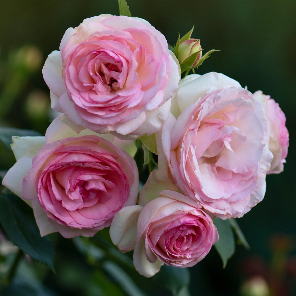 Eden Climber®   Bare Root Climbing Rose