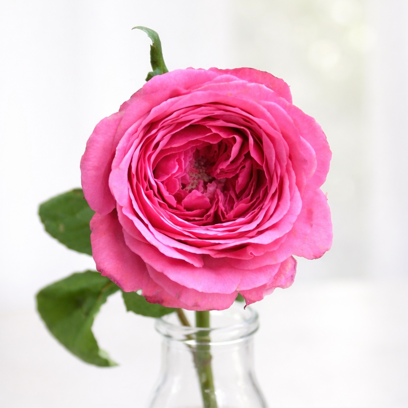 Princess Kishi® Potted Rose Bush