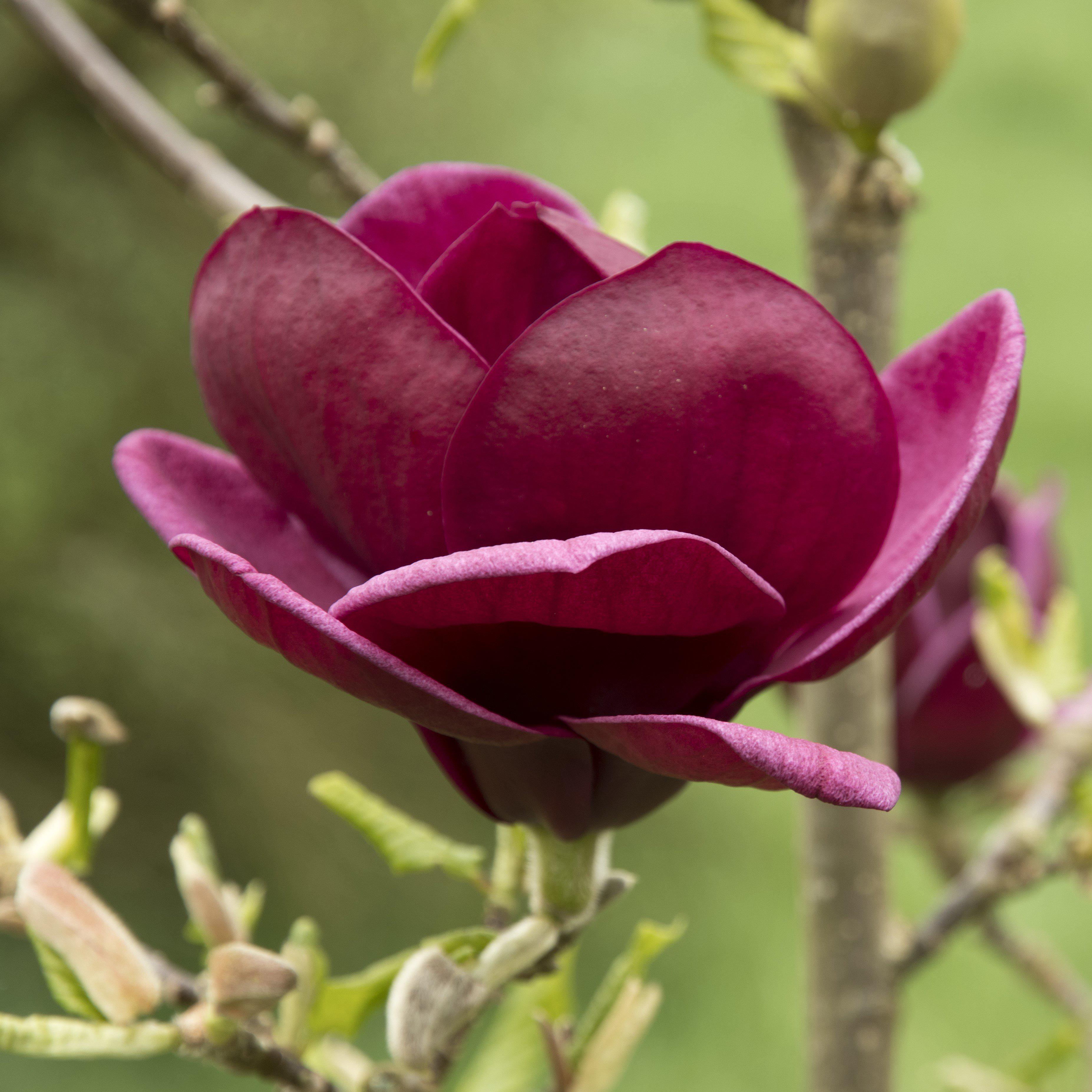 Magnolia