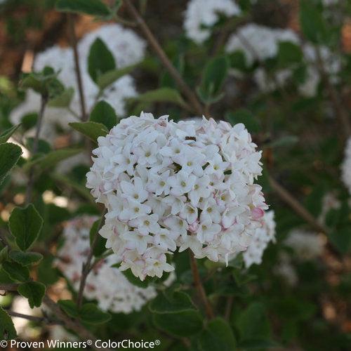 Proven Winners® Viburnum carlesii Spice Baby™ Potted Koreanspice Viburnum Bush