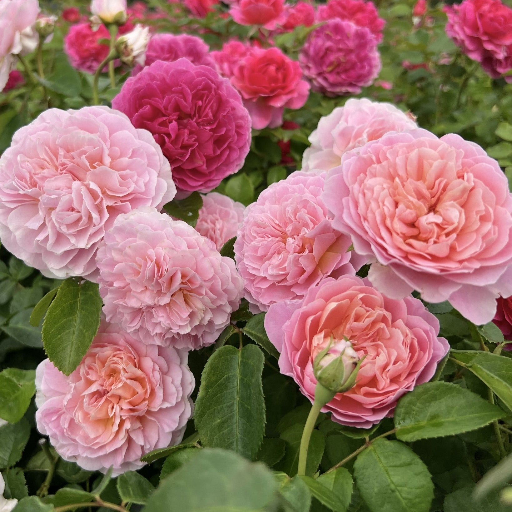 David Austin® Eustacia Vye® Potted Rose Bush