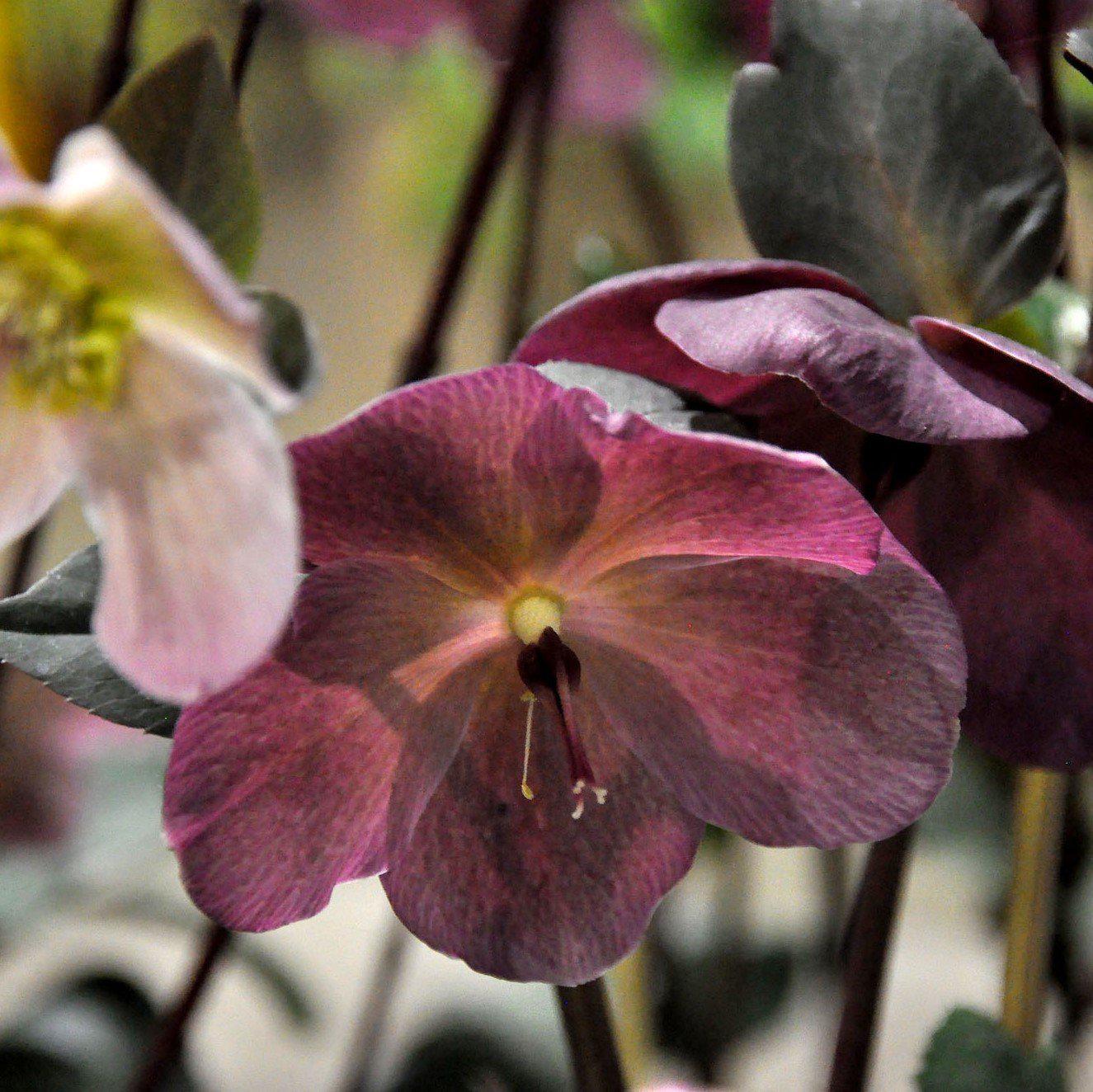 Hellebore Frostkiss® Anna's Red Potted Lenten Rose Plant