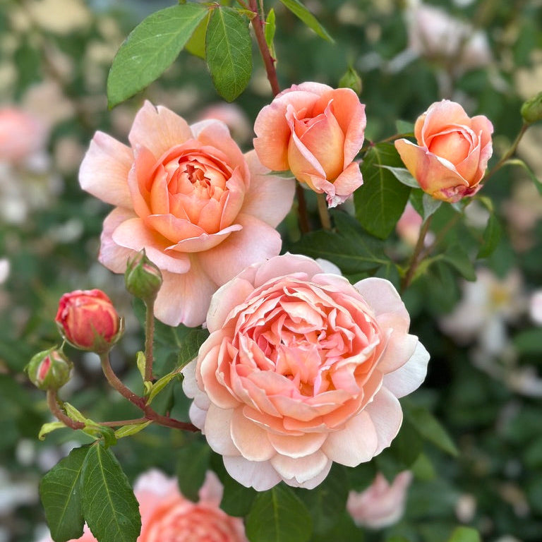 Carding Mill Rose | David Austin Apricot Rose | Grace Rose Farm