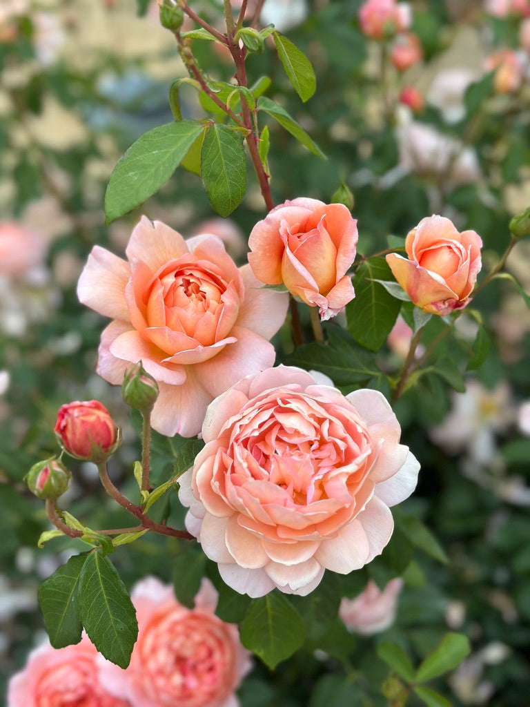 David Austin® Carding Mill® Potted Rose Bush