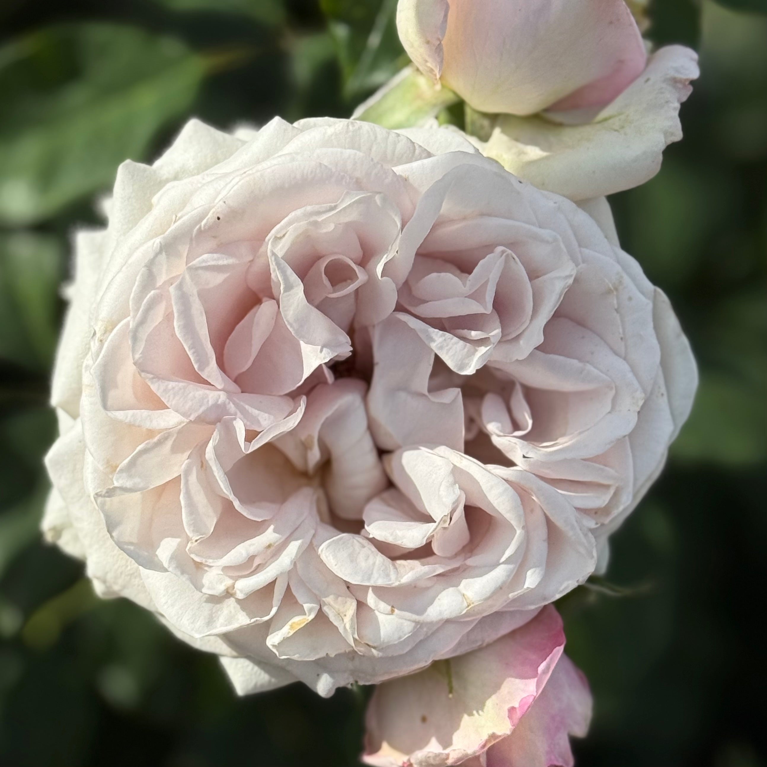 Silver Lining™ Potted Tree Rose