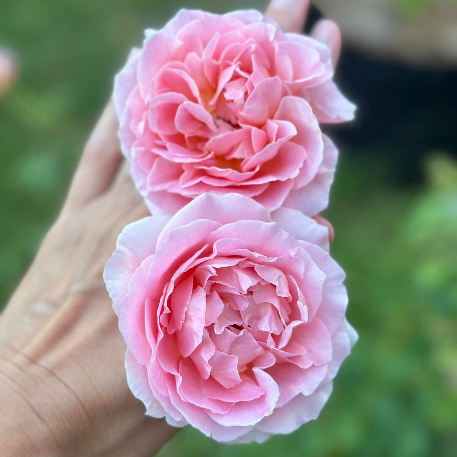 ROSE BUD 2017 PRE SPRING カタログ　森星 April Love Potted Rose Bush