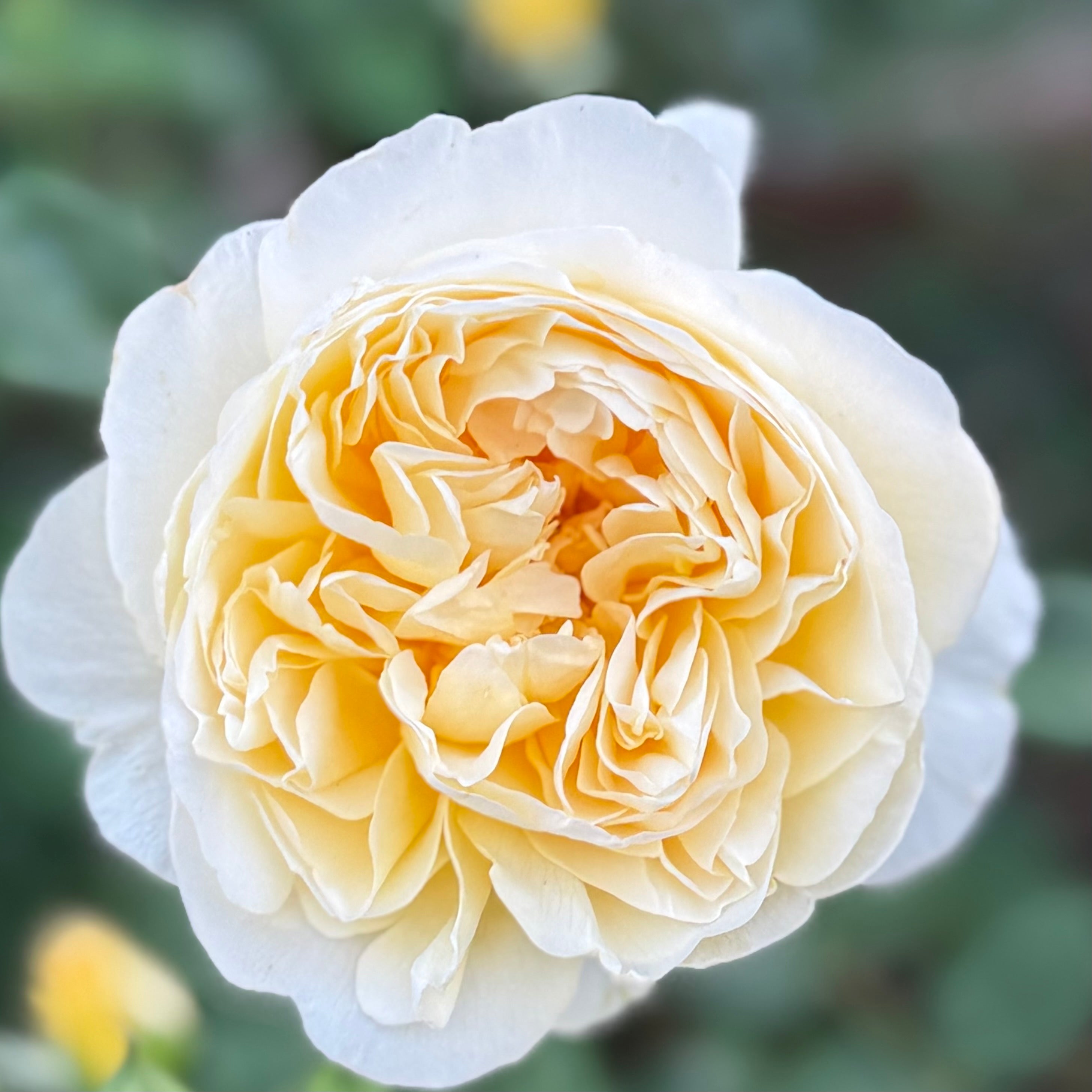 David Austin® The Poet's Wife Potted Rose Bush