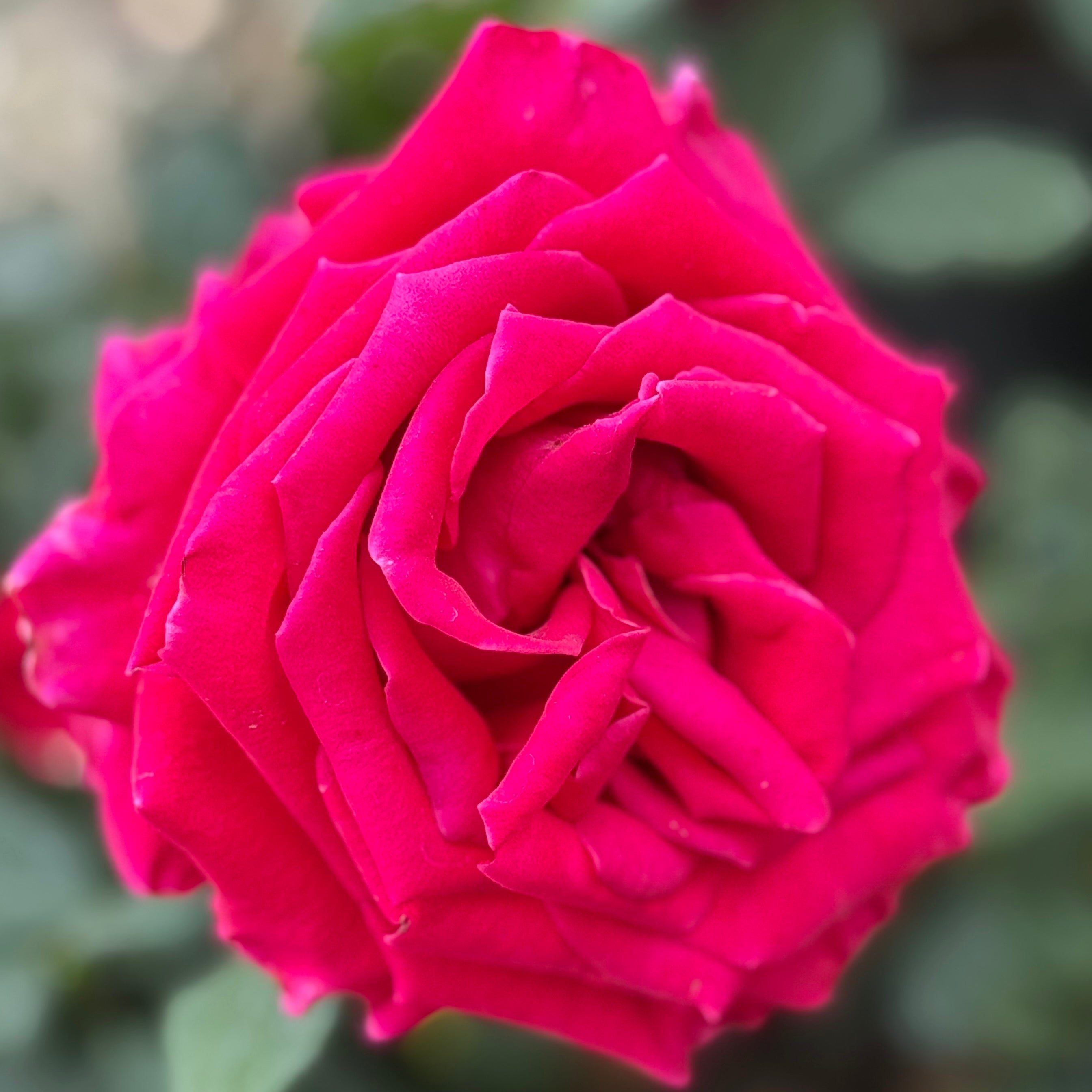 Veterans' Honor® Potted Rose Bush