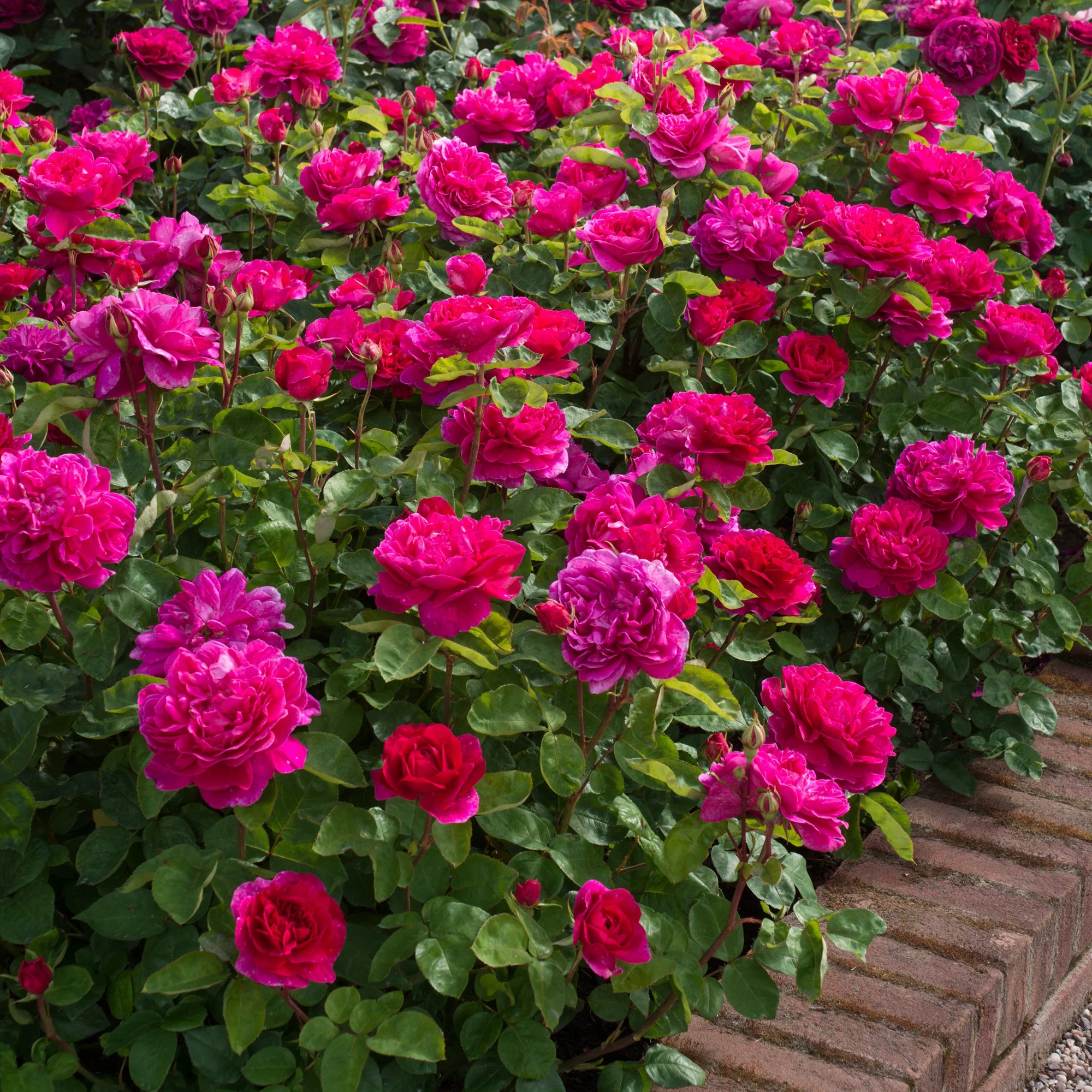 David Austin® Sophy's Rose Potted Rose Bush