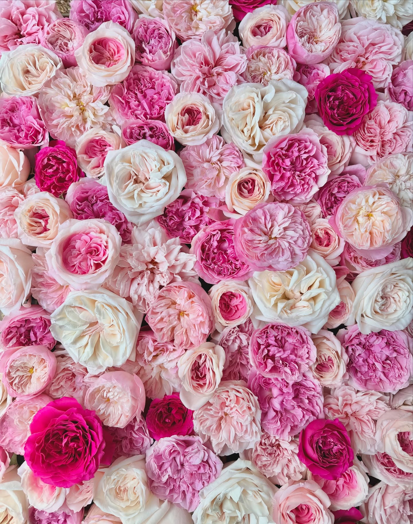 Rosemary Harkness Potted Rose Bush | Fragrant Rose Bush | Grace