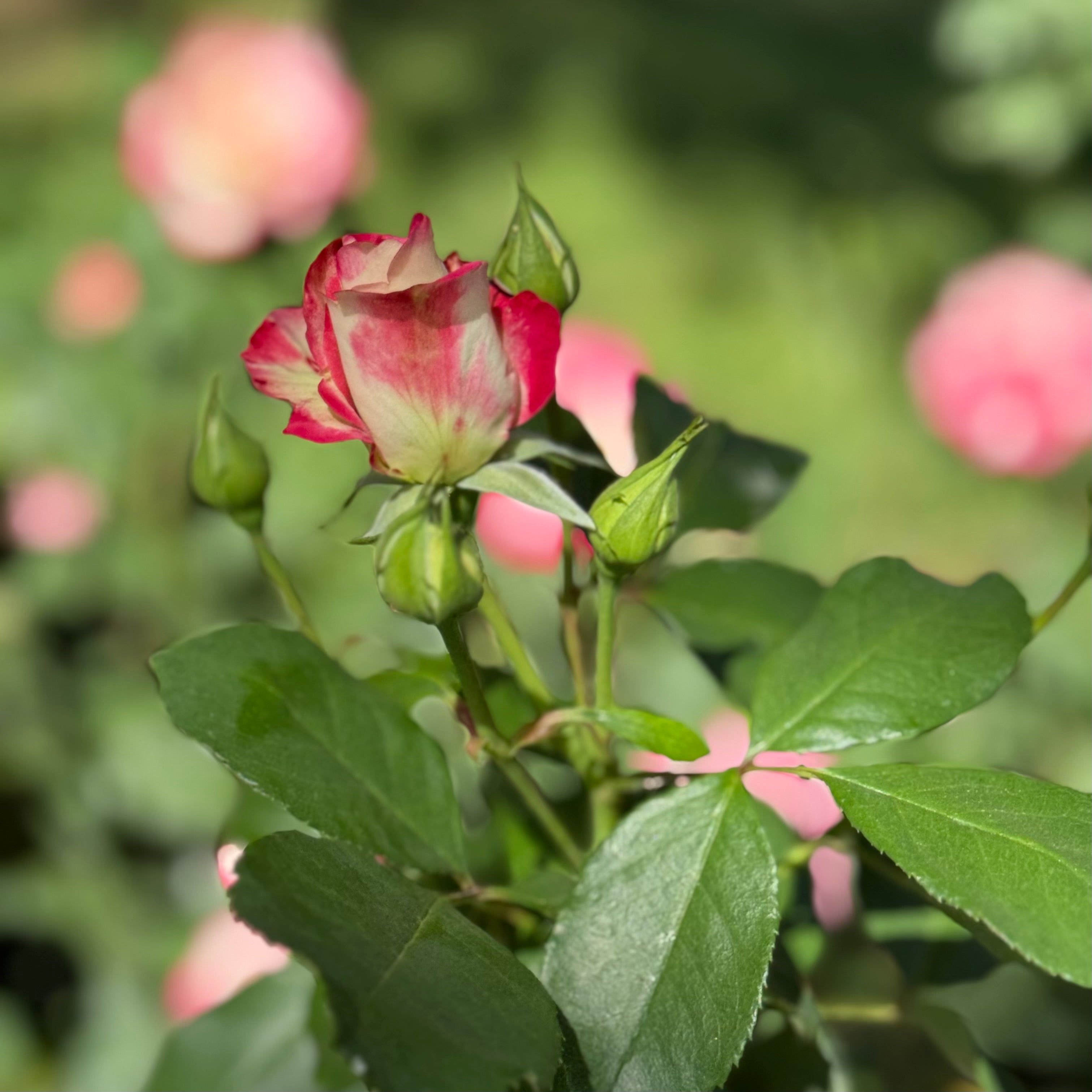 Cherry Parfait™ Potted Rose Bush