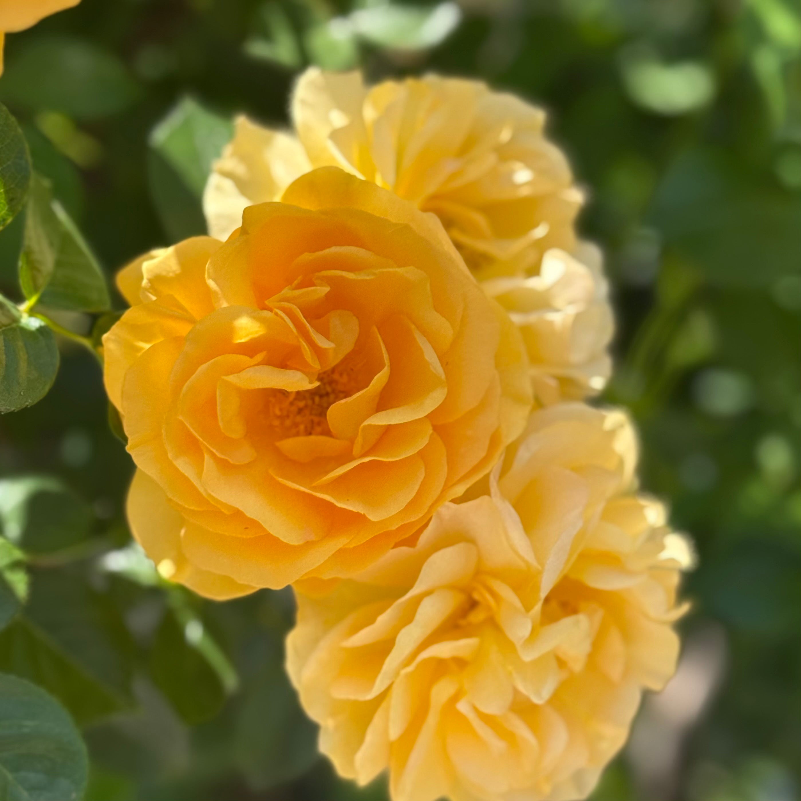 Julia Child Rose | Buttery Yellow Floribunda | Grace Rose Farm