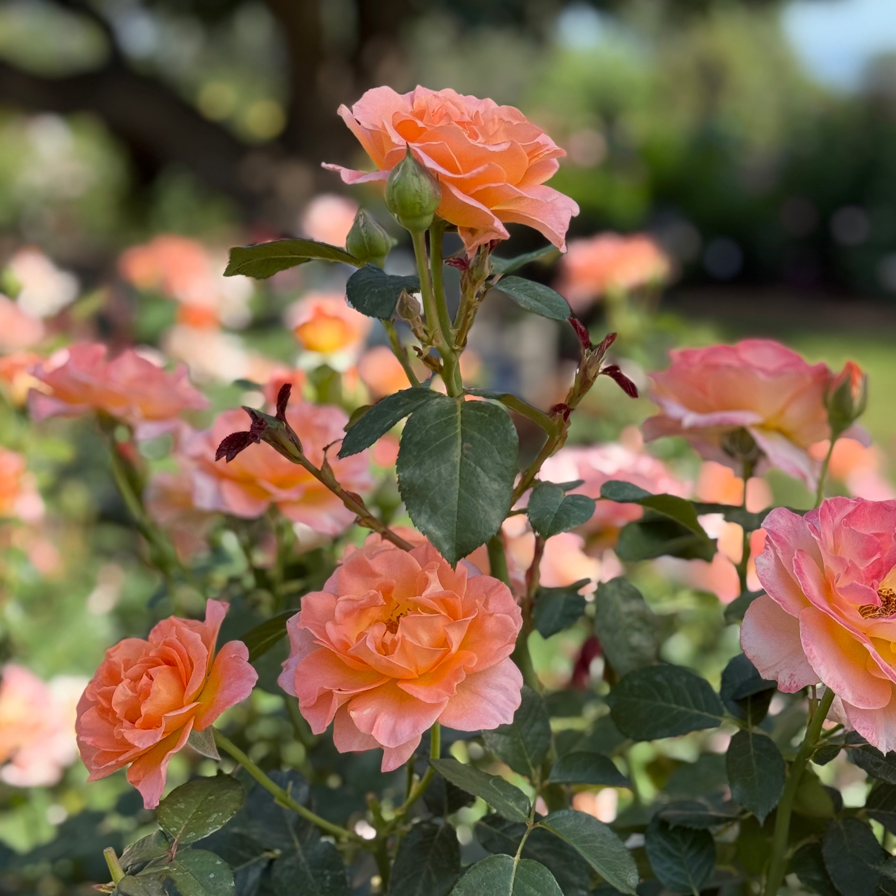 Jump for Joy™ Potted Tree Rose