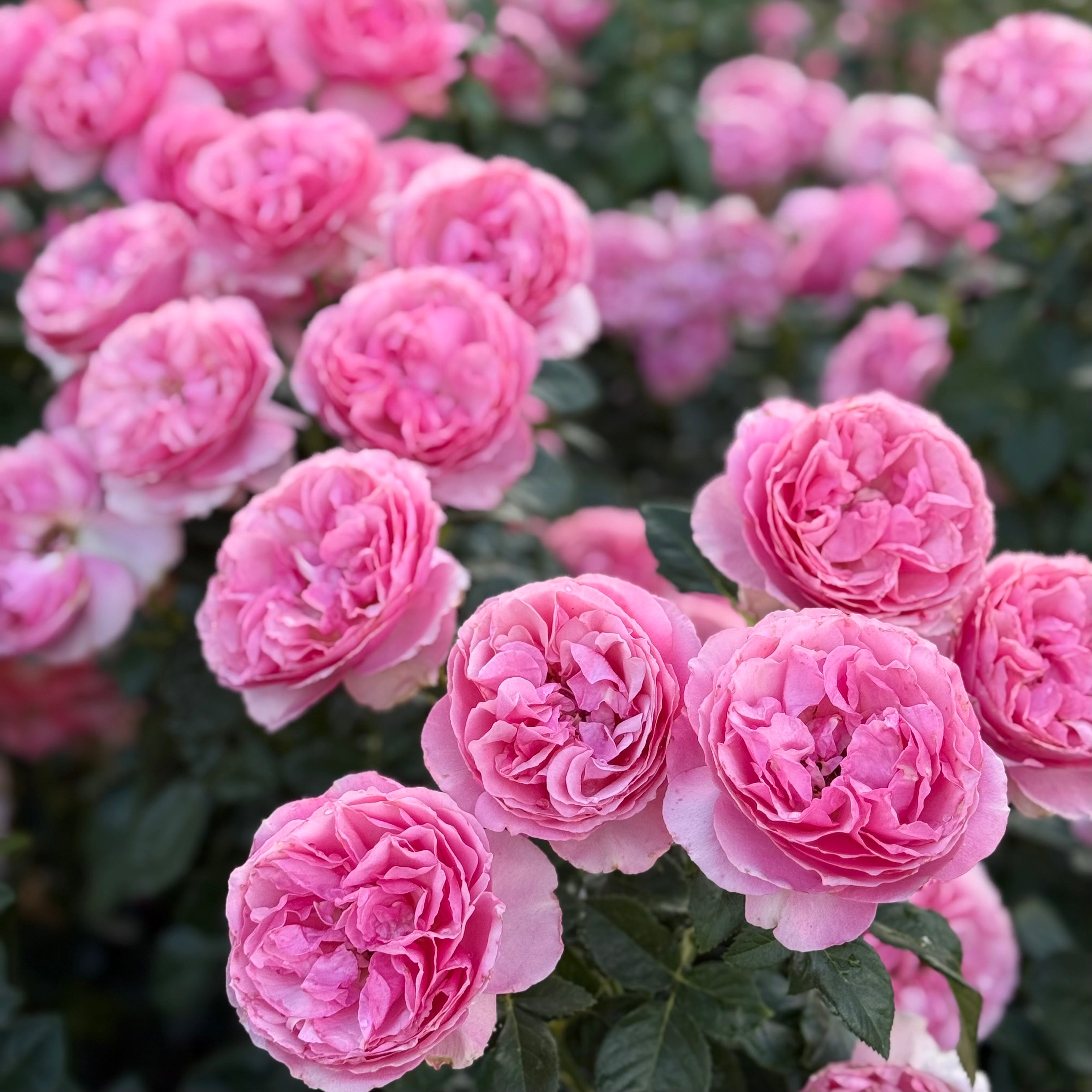 All Dressed Up Rose | Fragrant Pink Grandiflora | Grace Rose Farm