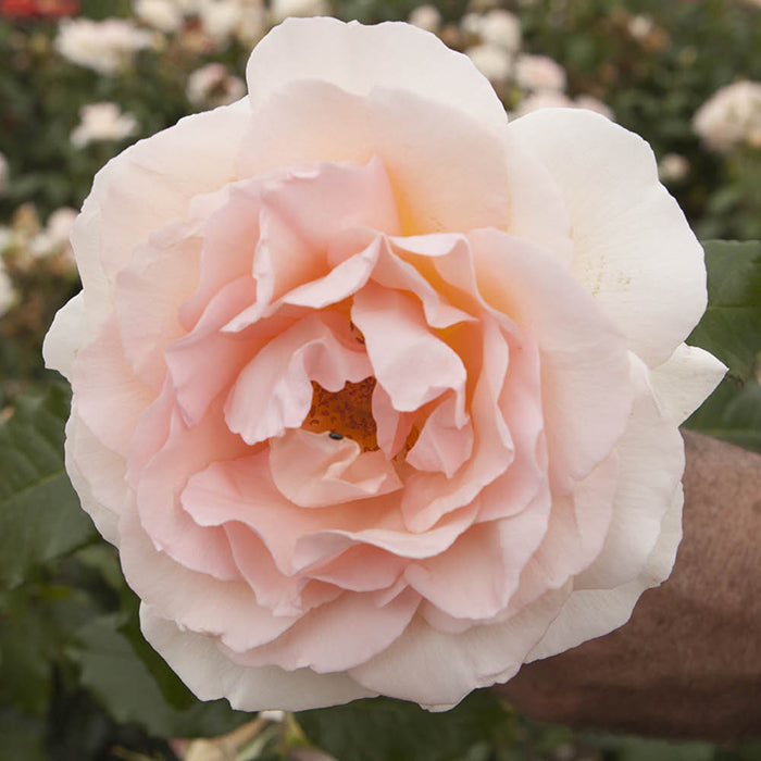 Chandos Beauty Bare Root Rose Bush