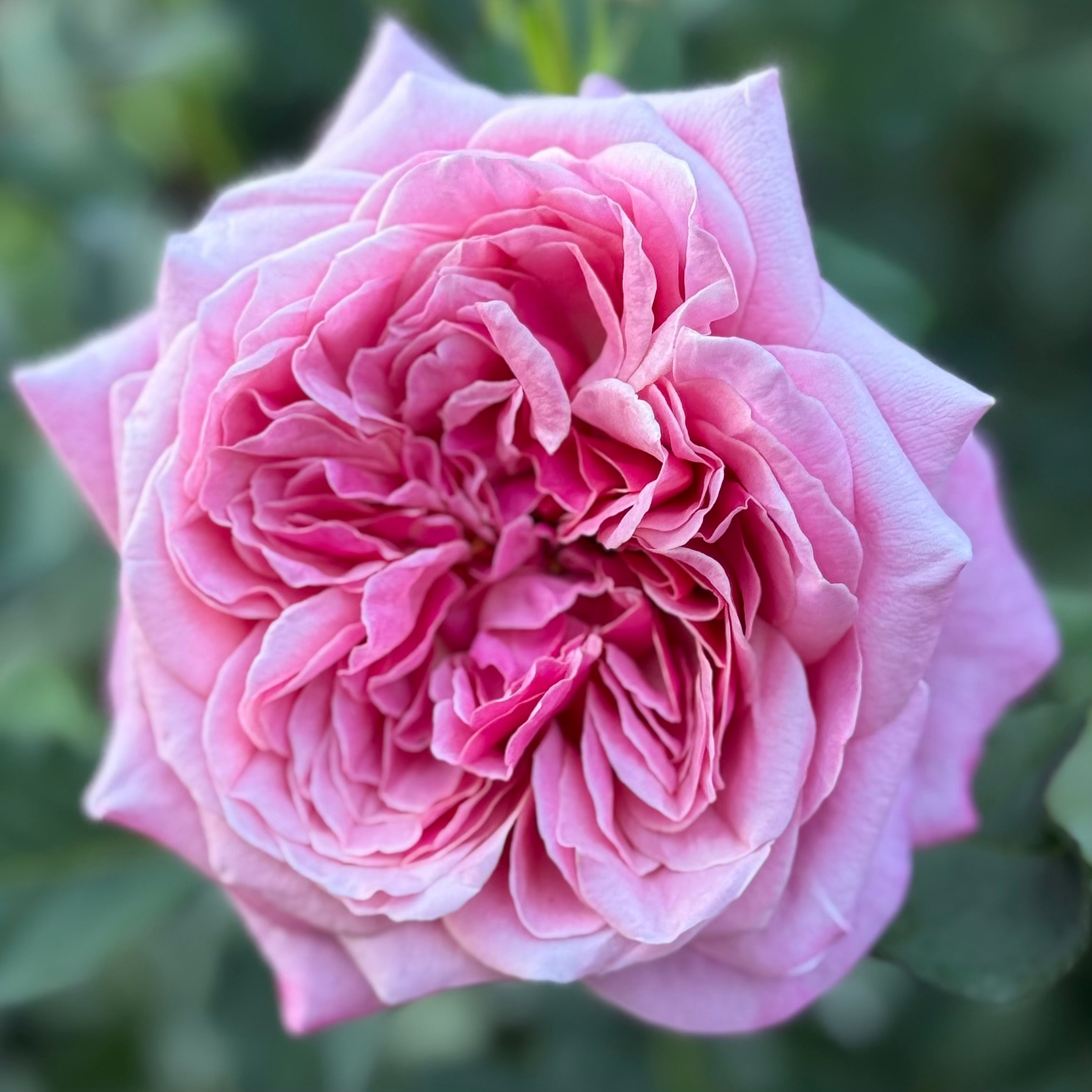 Queen Of Elegance Rose | Elegant Pink Rose Bush | Grace Rose Farm