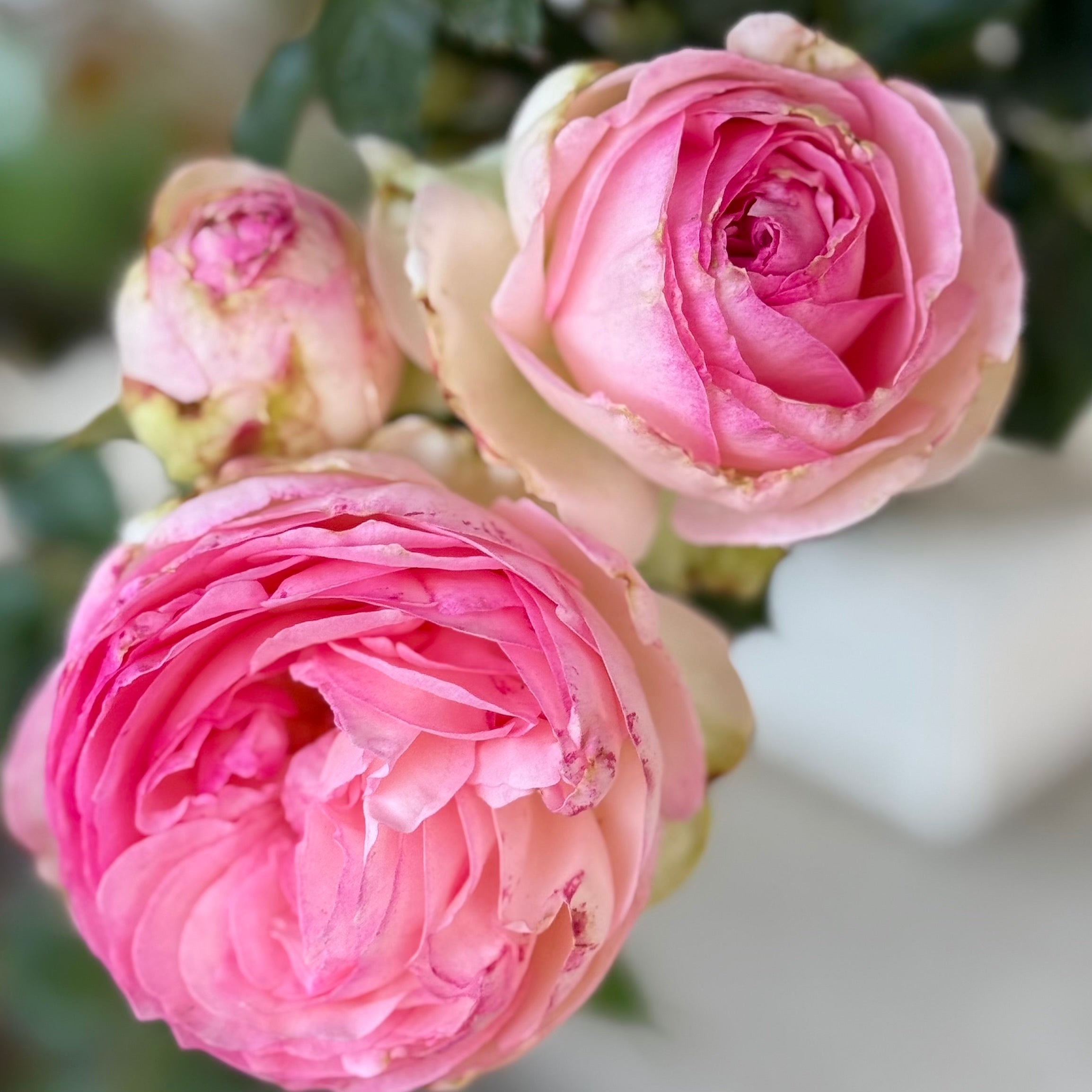 Eden Climber® Potted Climbing Rose