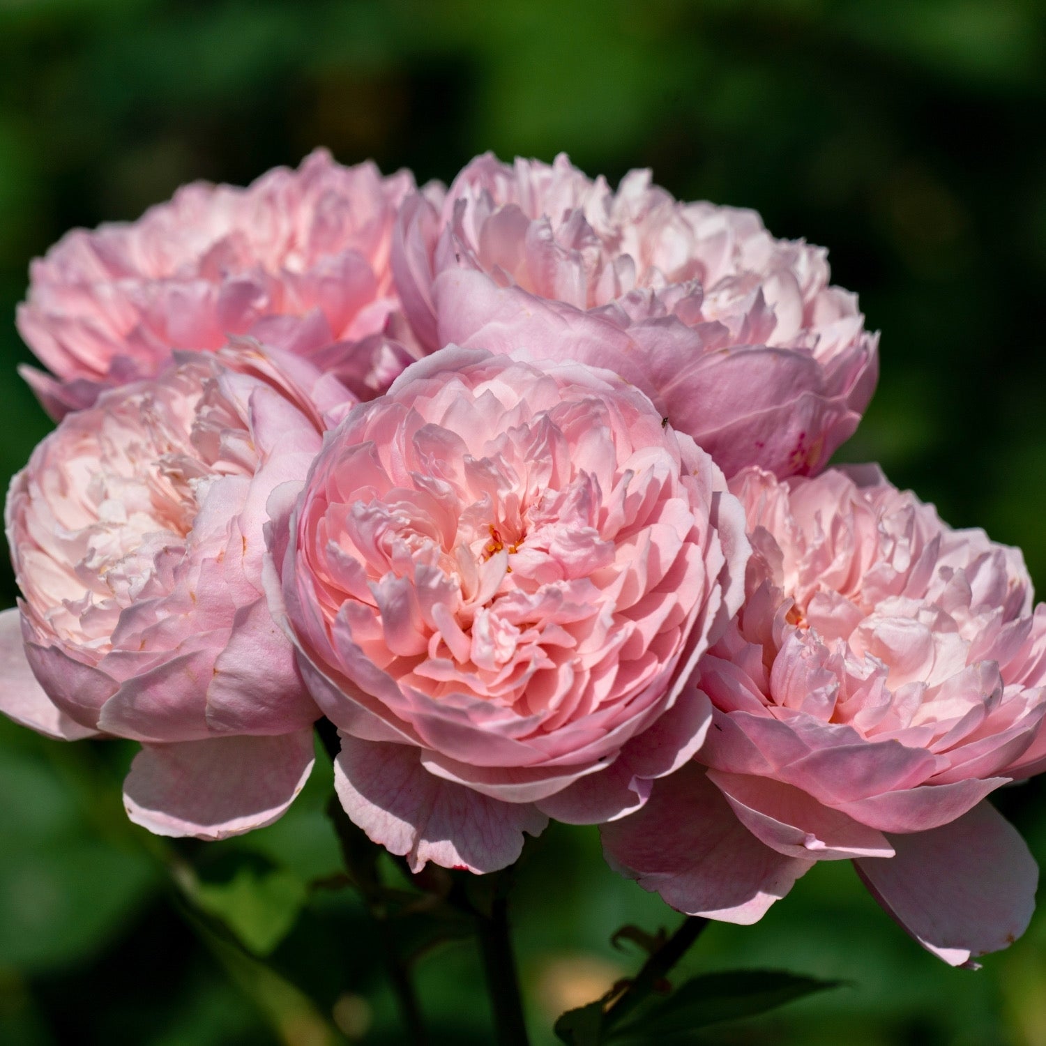 David Austin® The Alnwick Rose® Potted Rose Bush