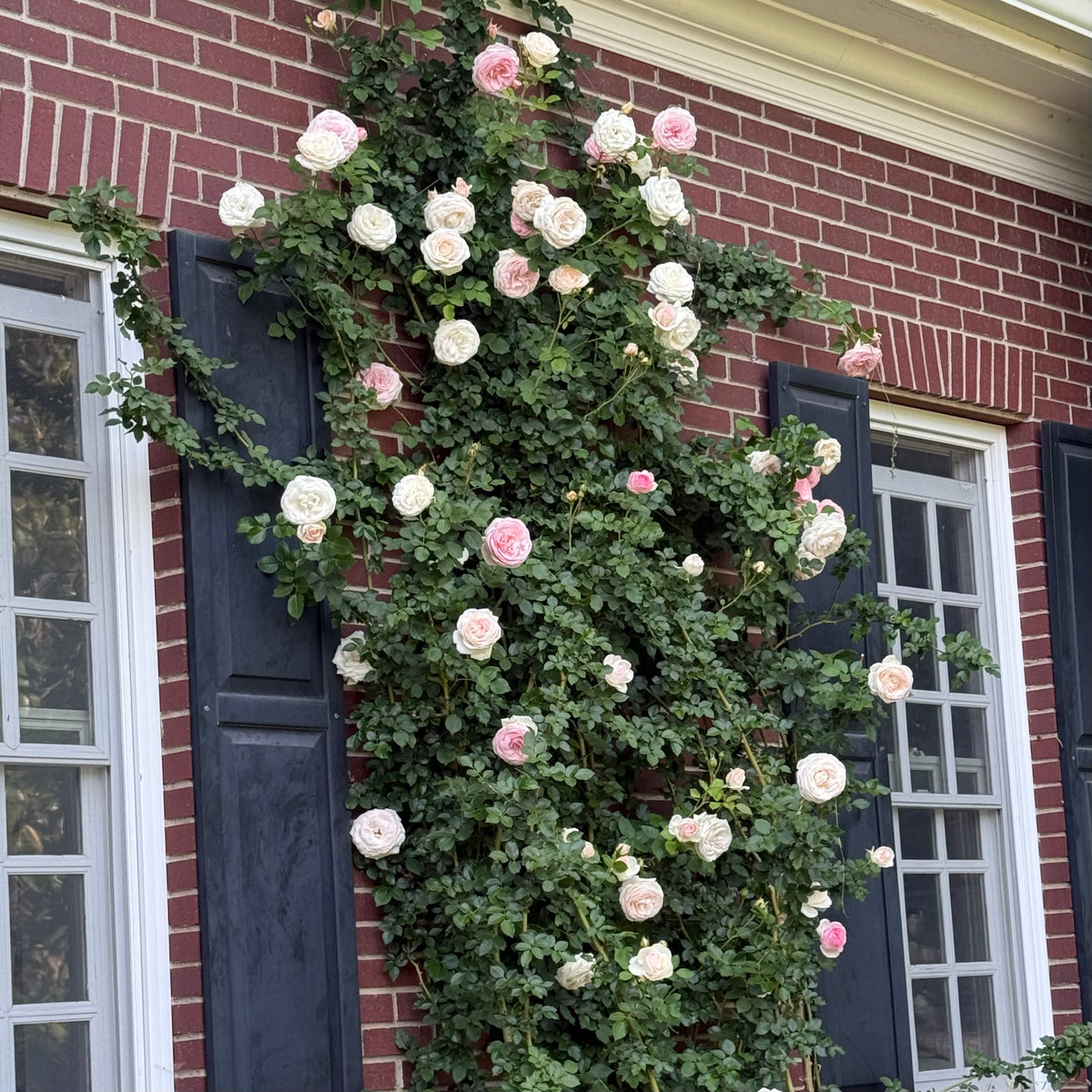 Eden Climber®   Bare Root Climbing Rose