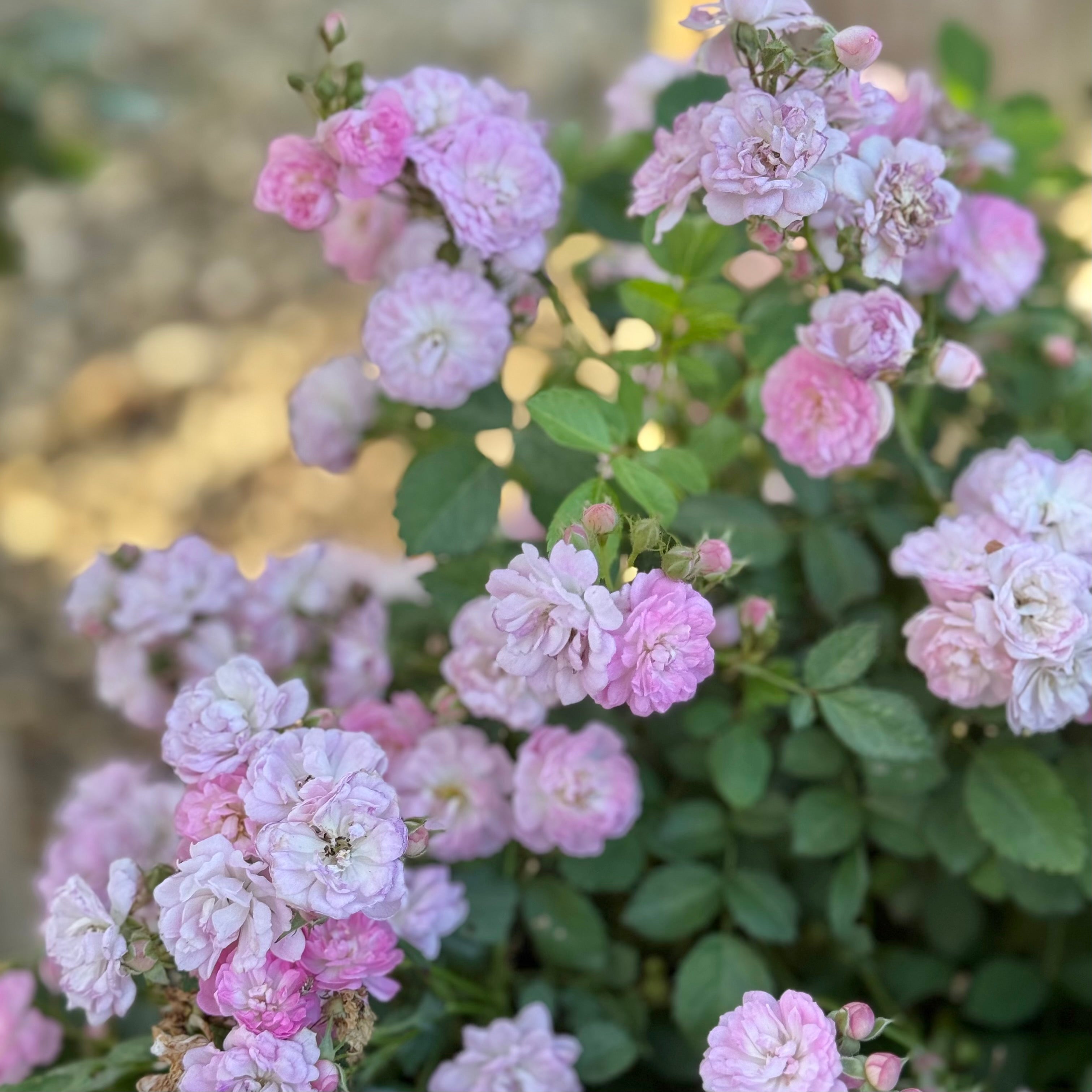 Grace Rose Farm Pretty Polly Rose Bush - Thumbnail 4