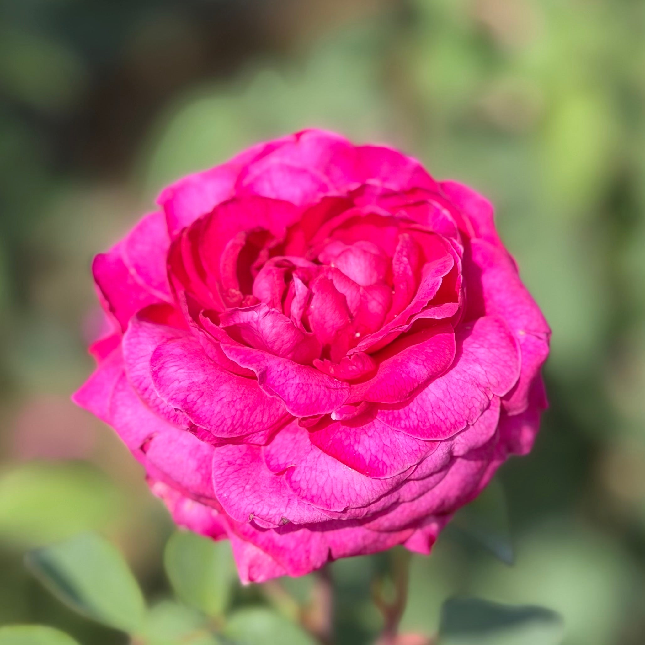Delphine-Grace™ Potted Rose Bush