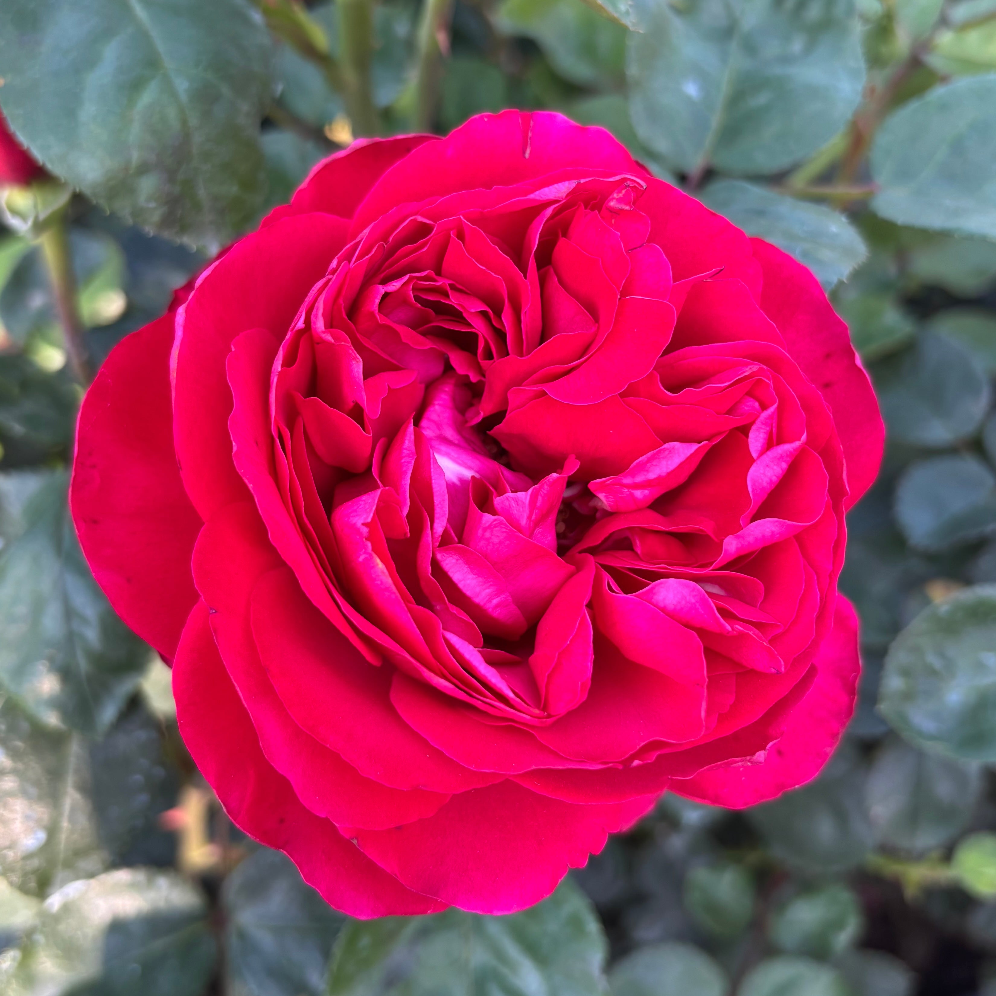 Tiamo Potted Rose Bush | Red Grandiflora Rose | Grace Rose Farm