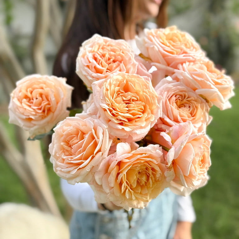 Peach Rose Bushes | Peach And Apricot Glow | Grace Rose Farm
