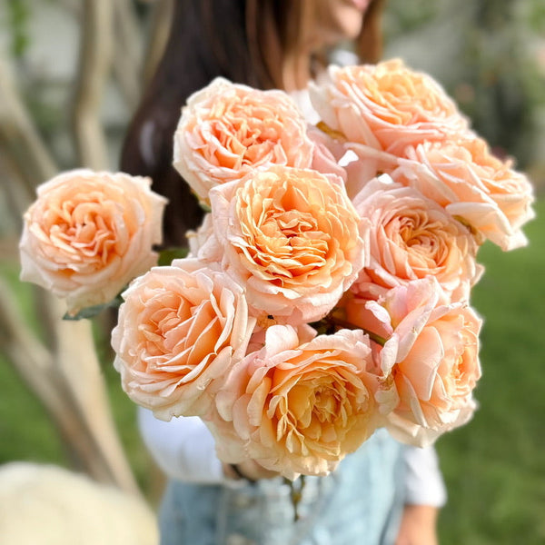 Parfuma® Sunrise (a.k.a. Sespe Sunrise) Bare Root Rose Bush