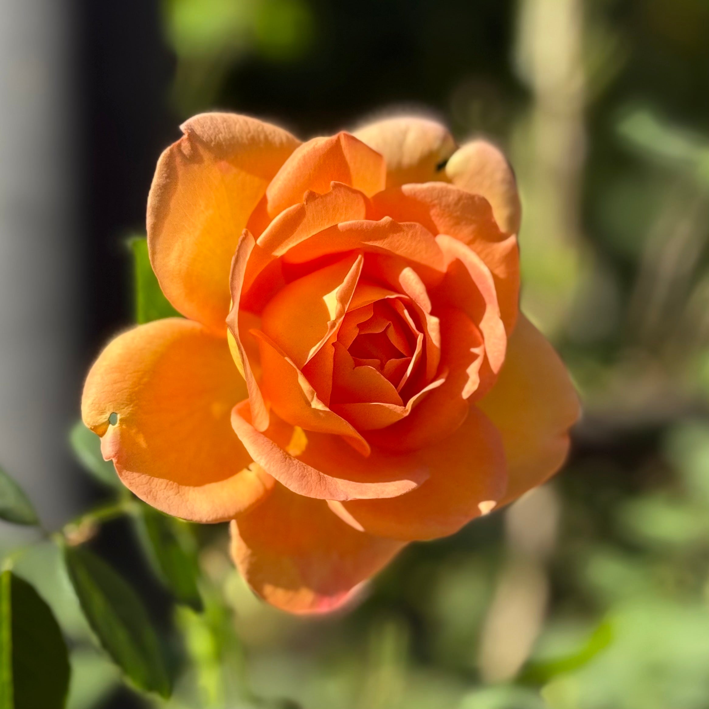 David Austin® Lady of Shalott™ Potted Rose Bush