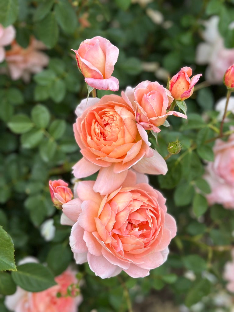 David Austin® Carding Mill® Potted Rose Bush