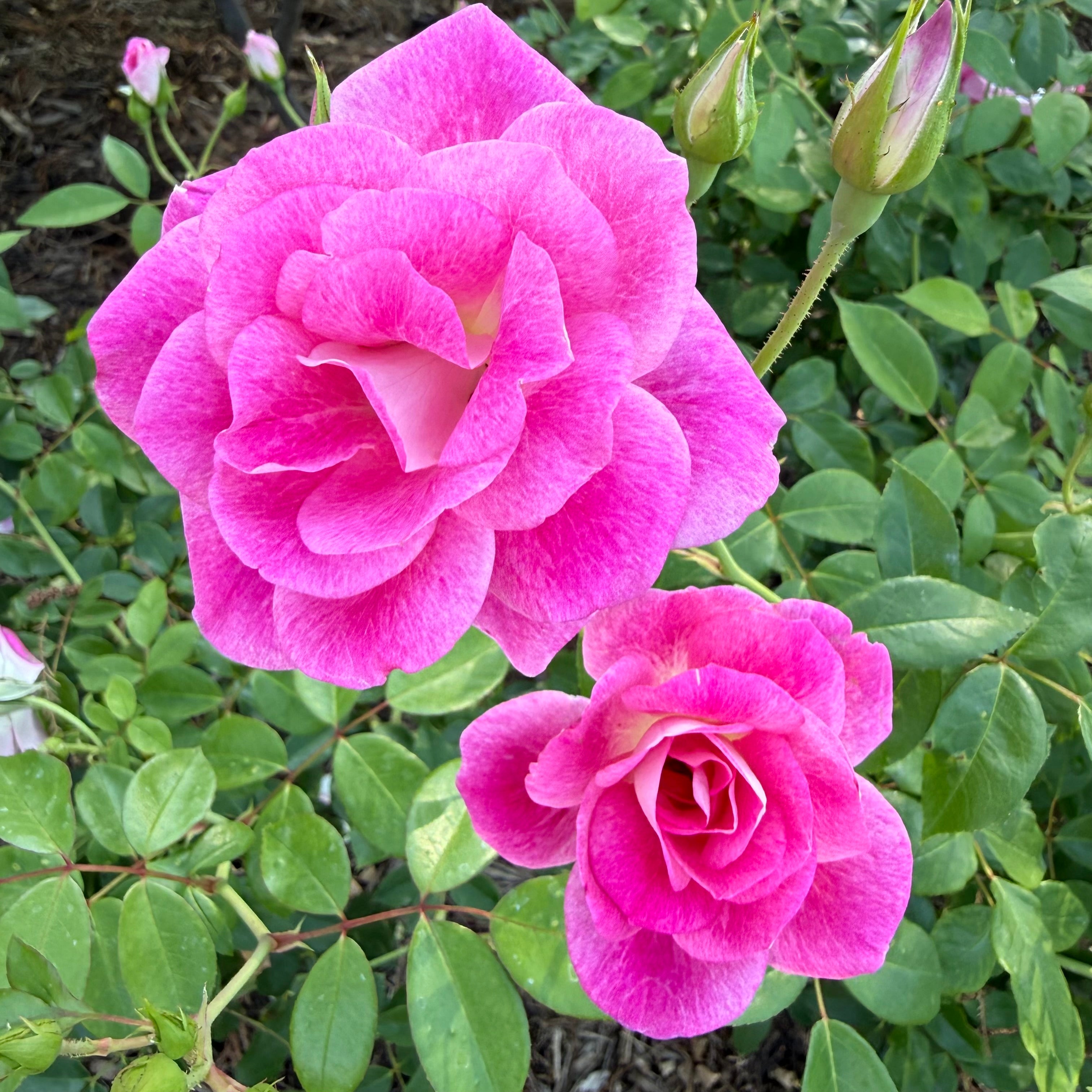 Brilliant Pink Iceberg Potted Rose Bush | Pink Floribunda Rose