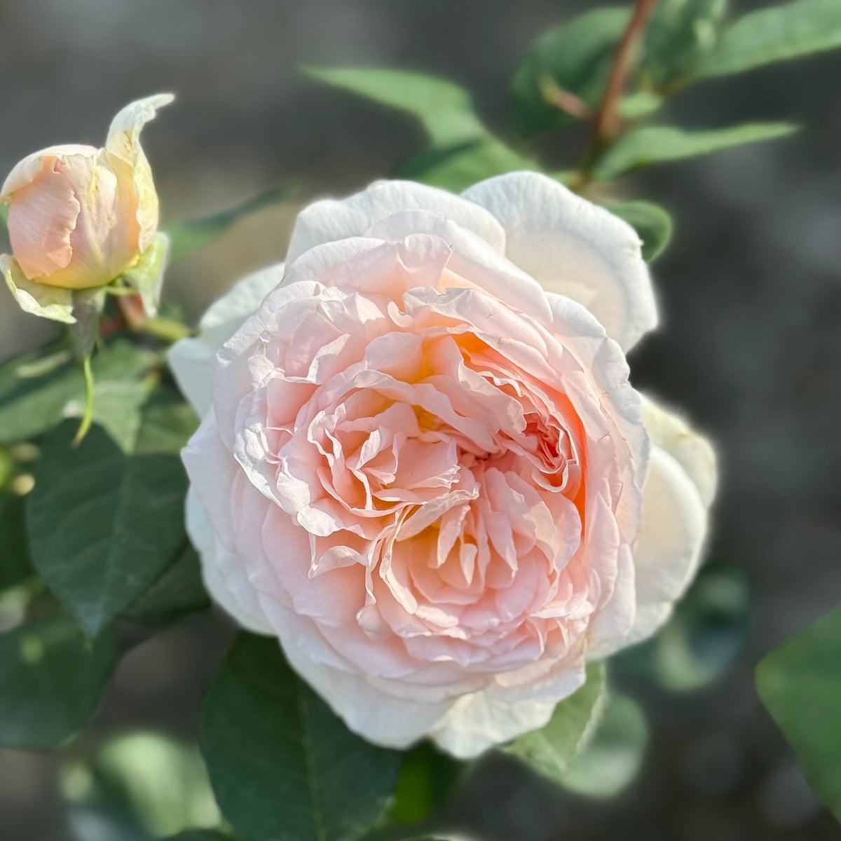 Parfuma Bliss Potted Rose Bush | Fragrant Rose Bush | Grace Rose Farm