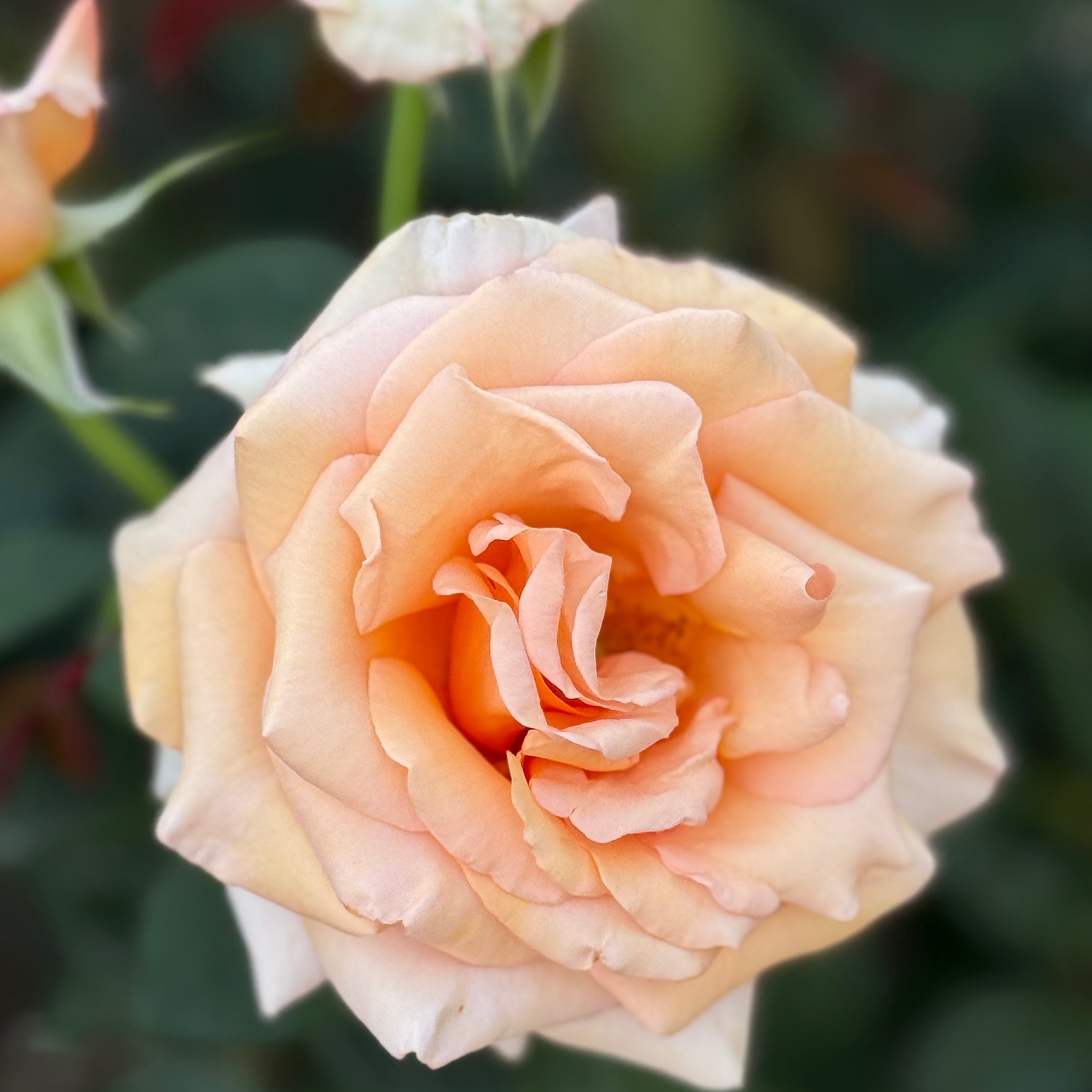 Sunset Celebration Potted Rose Bush