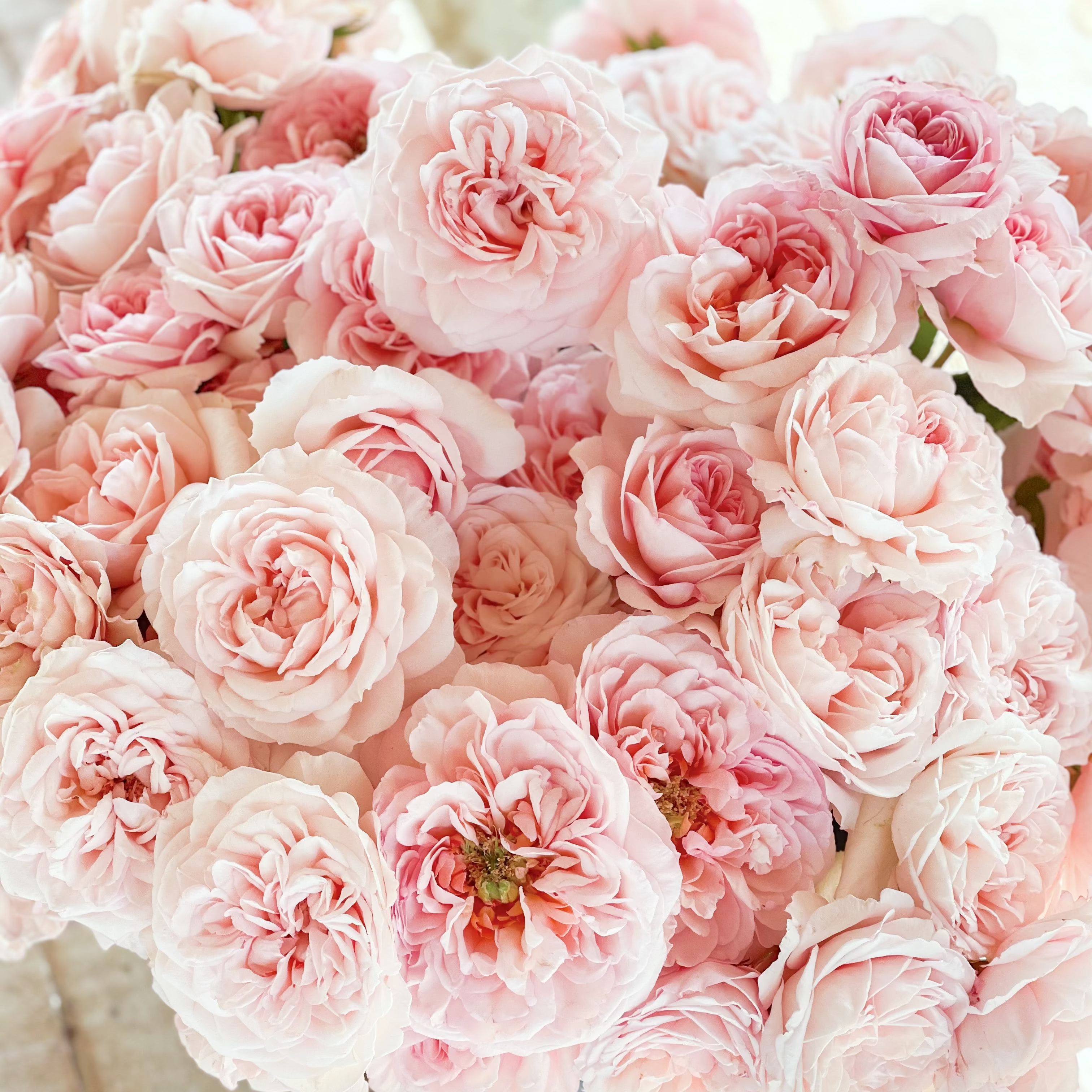 David Austin Roses The Lady Gardener Rose Bush - Thumbnail 2