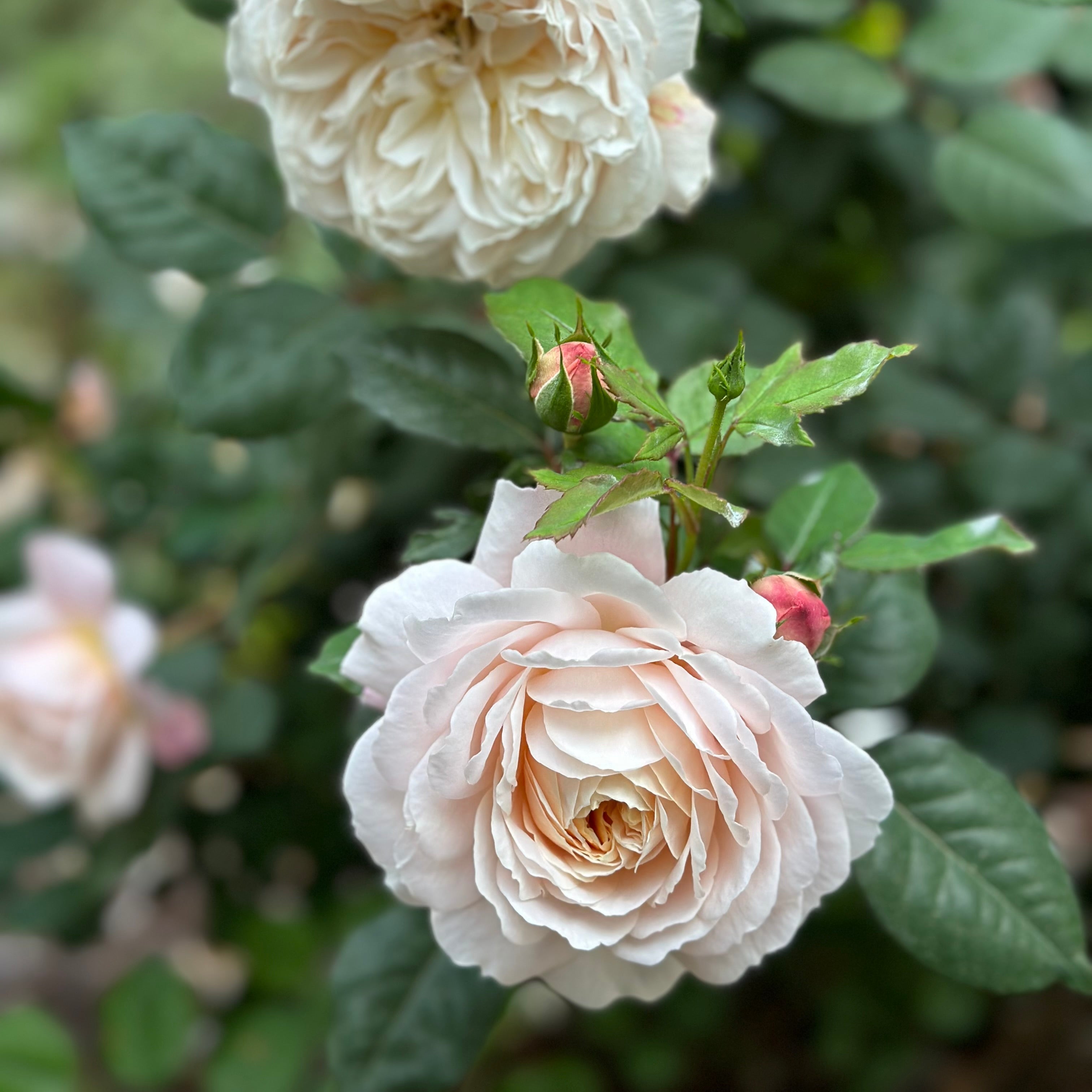 David Austin ® Crocus Rose Potted Rose Bush