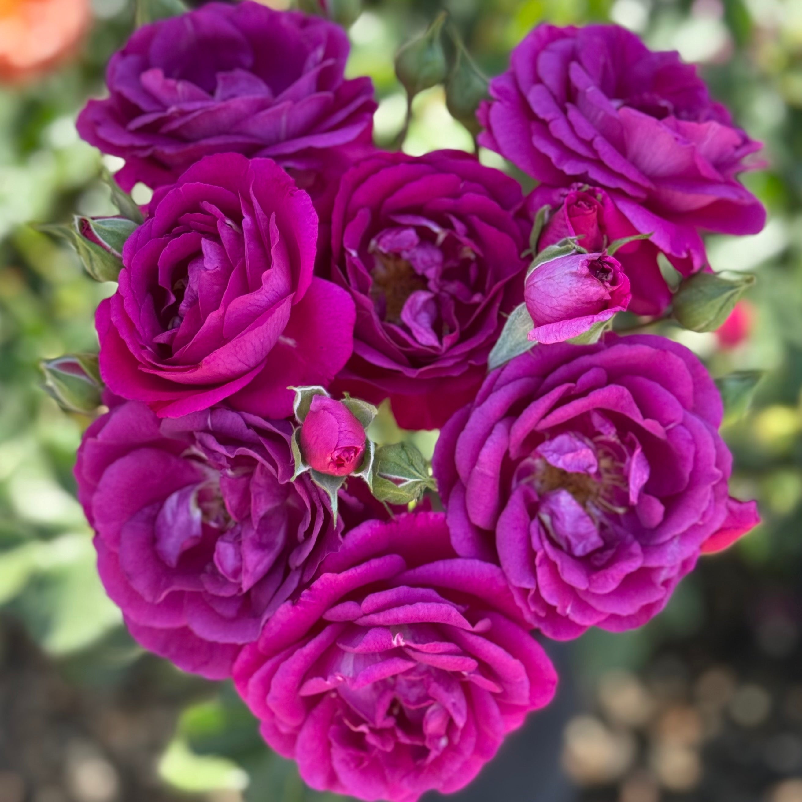 Purple Aura™ Potted Rose Bush