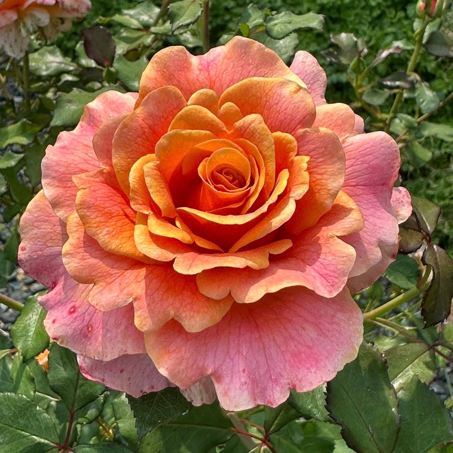 Gold and Great Bare Root Rose Bush