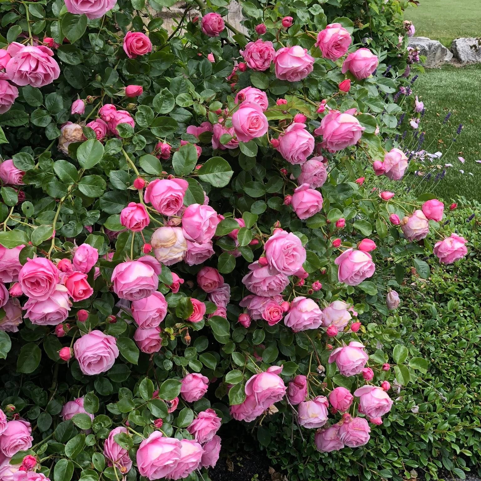 William P.J. McCarthy Bare Root Rose Bush