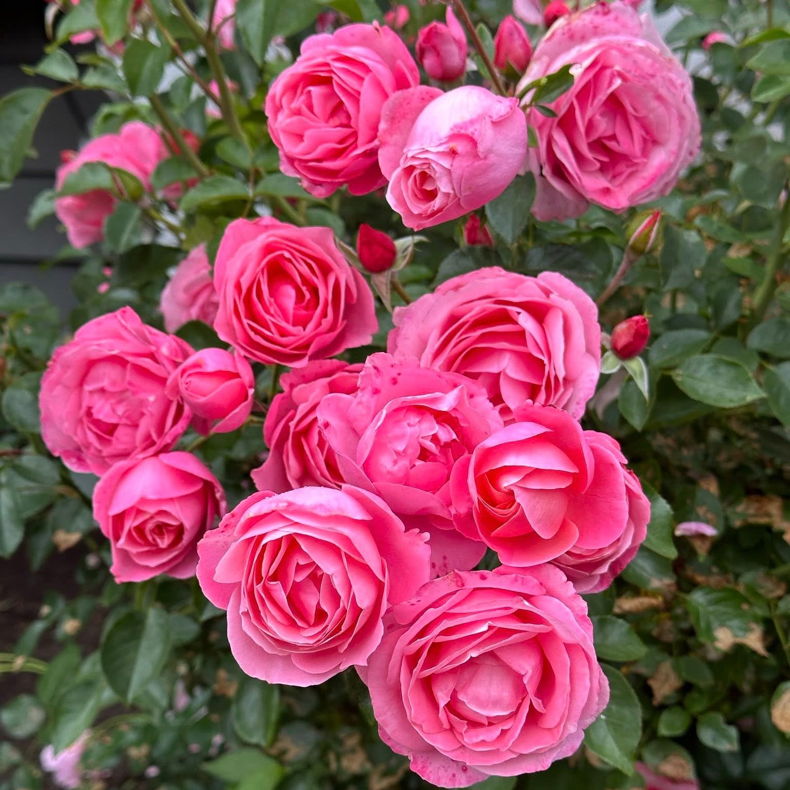 William P.J. McCarthy Bare Root Rose Bush - Grace Rose Farm